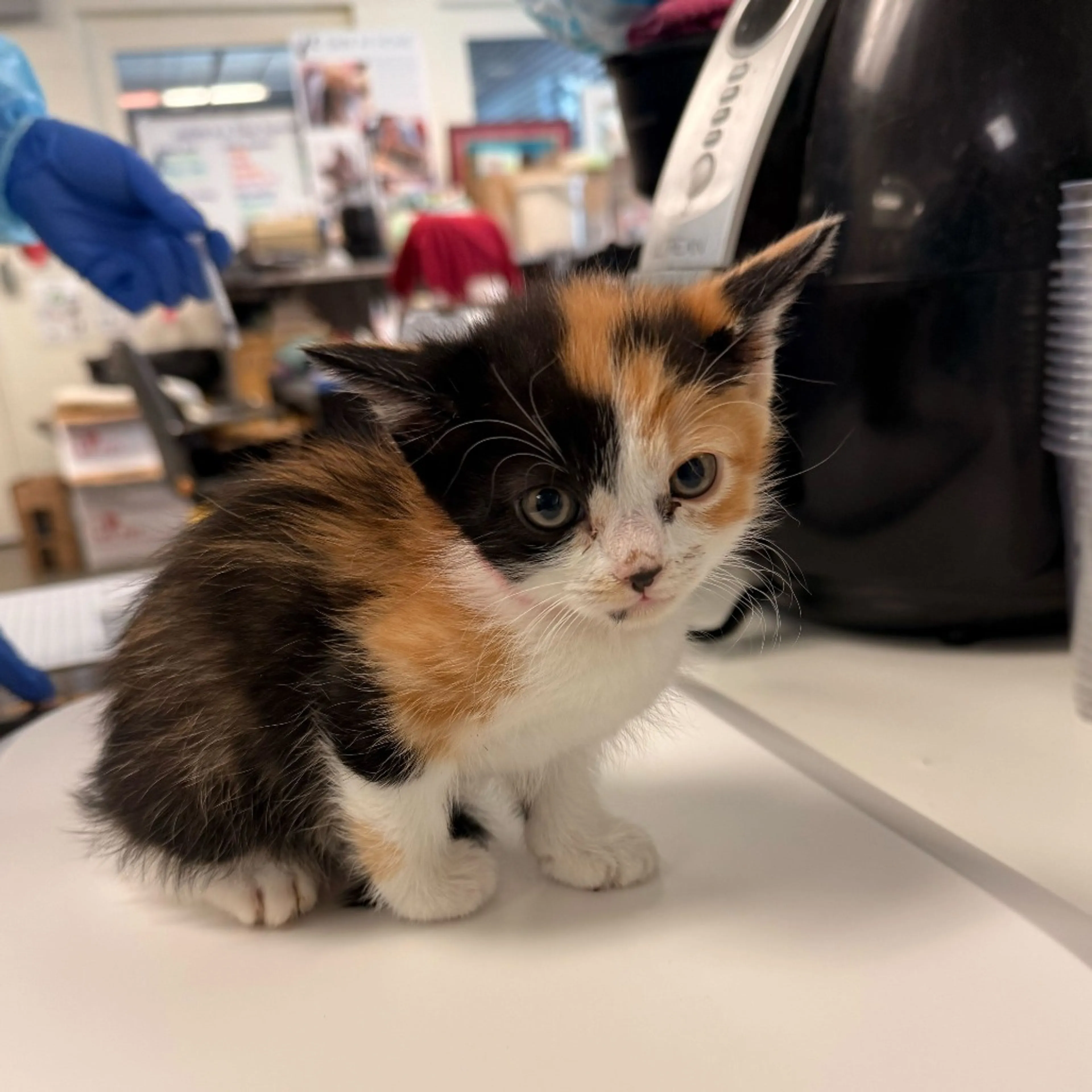 Found pet