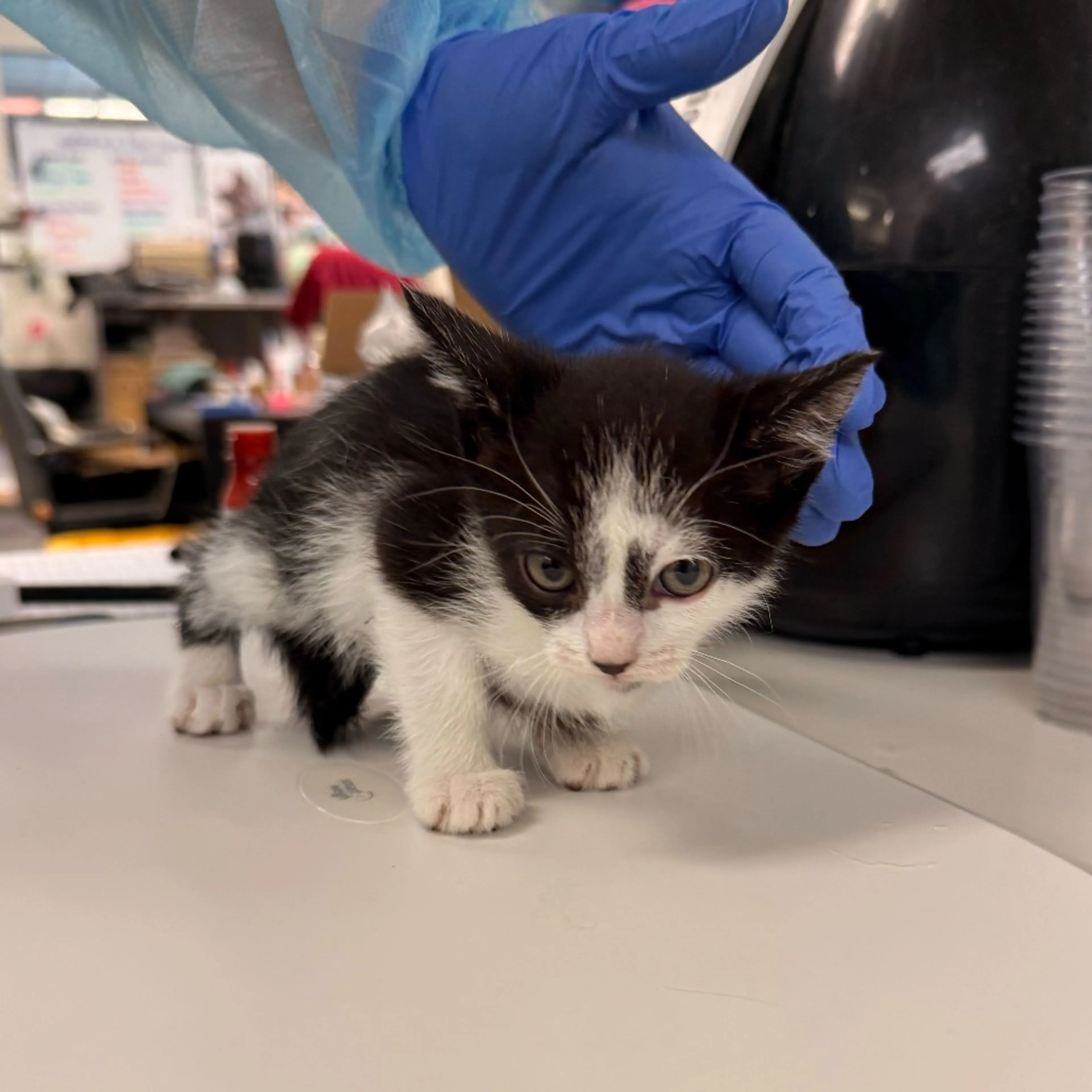 Found pet