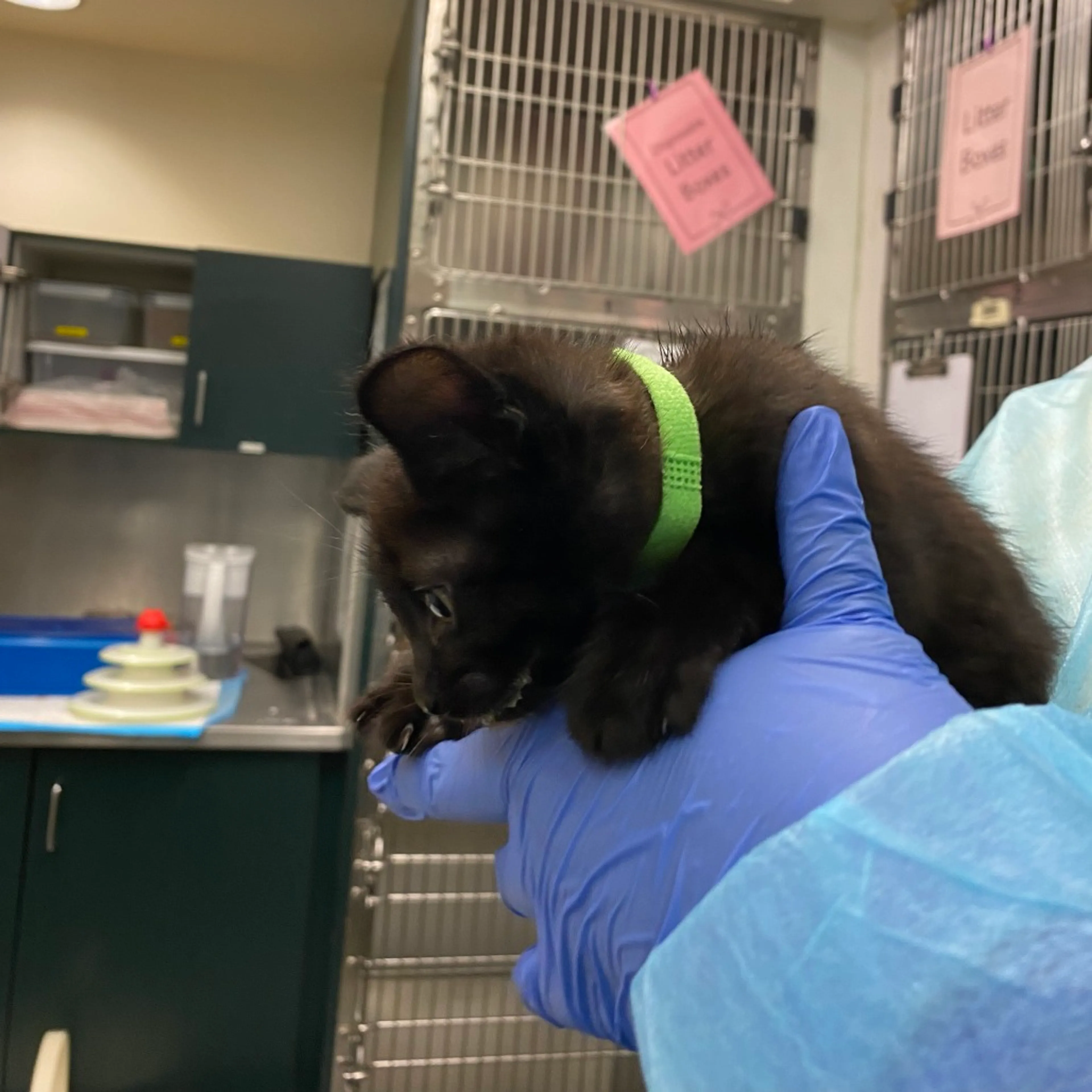 Found pet-1