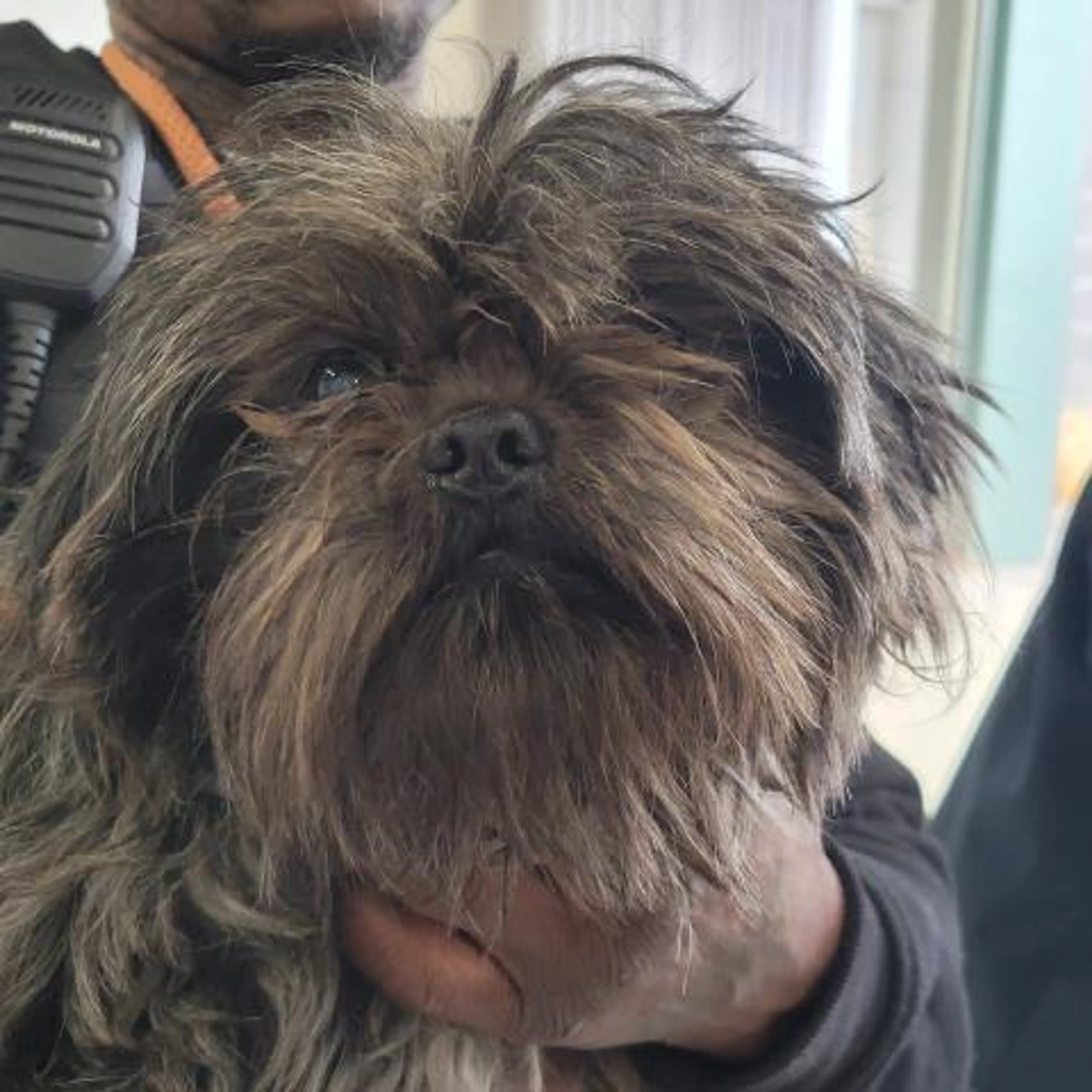 Found pet