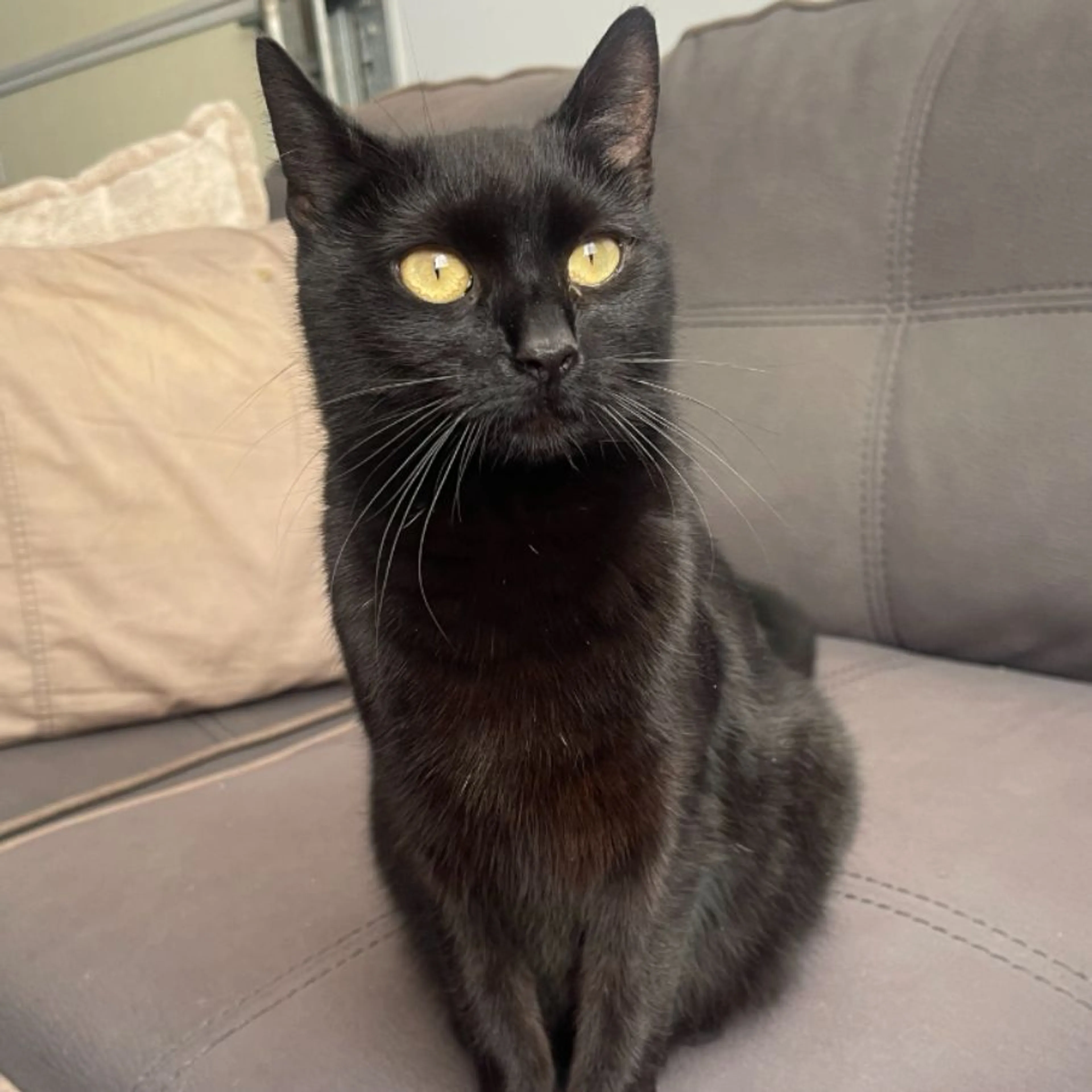 Found pet
