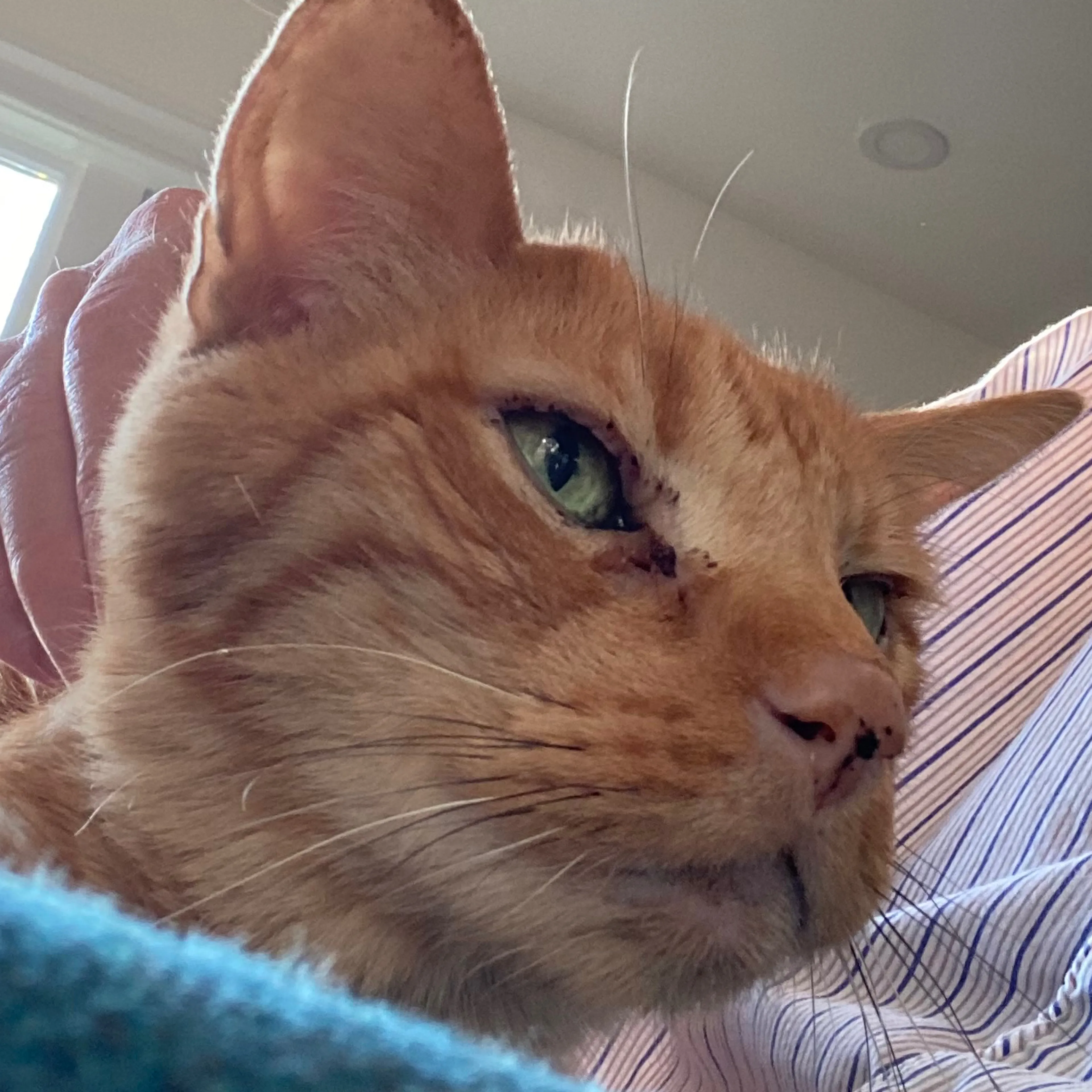 Lost pet-2