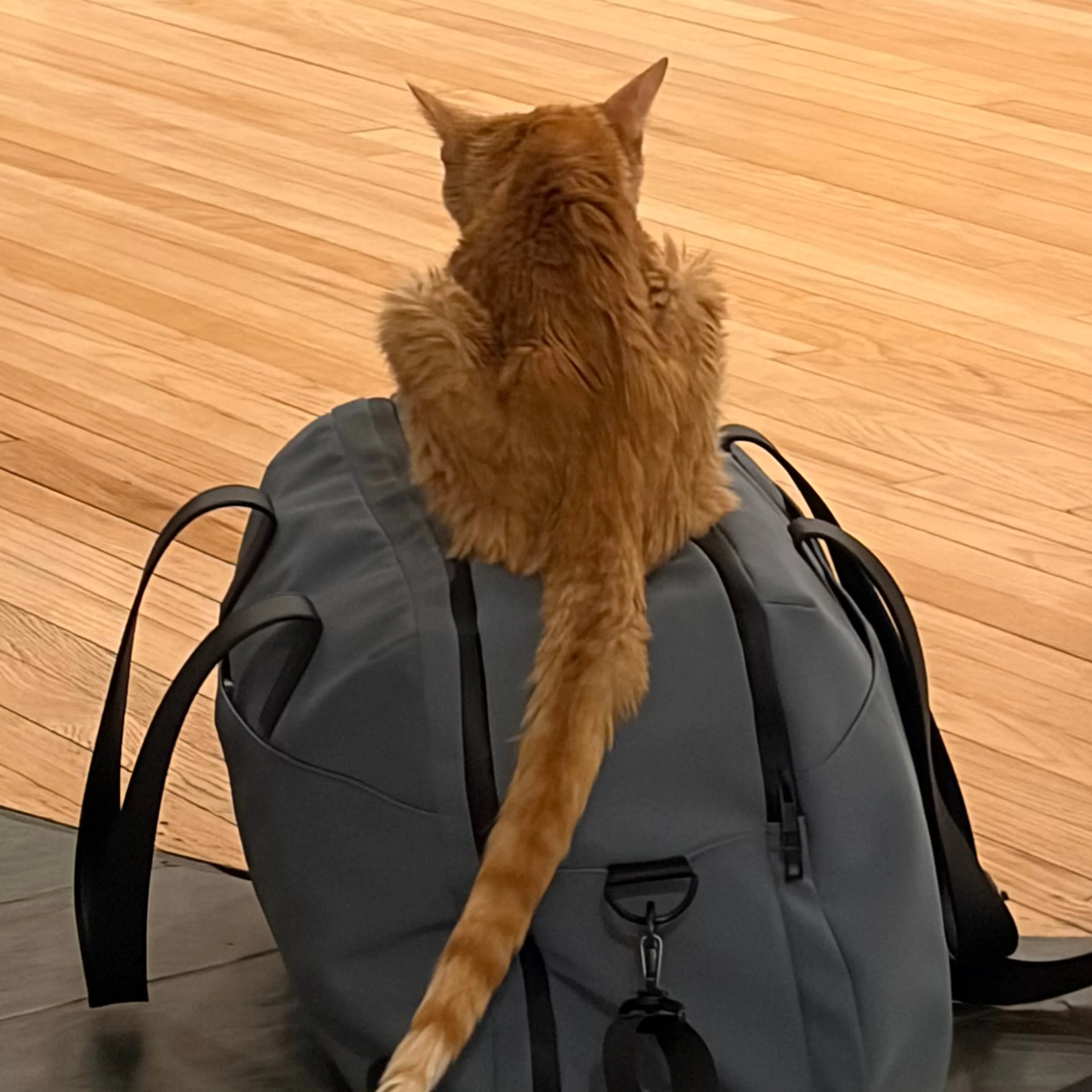 Lost pet-1