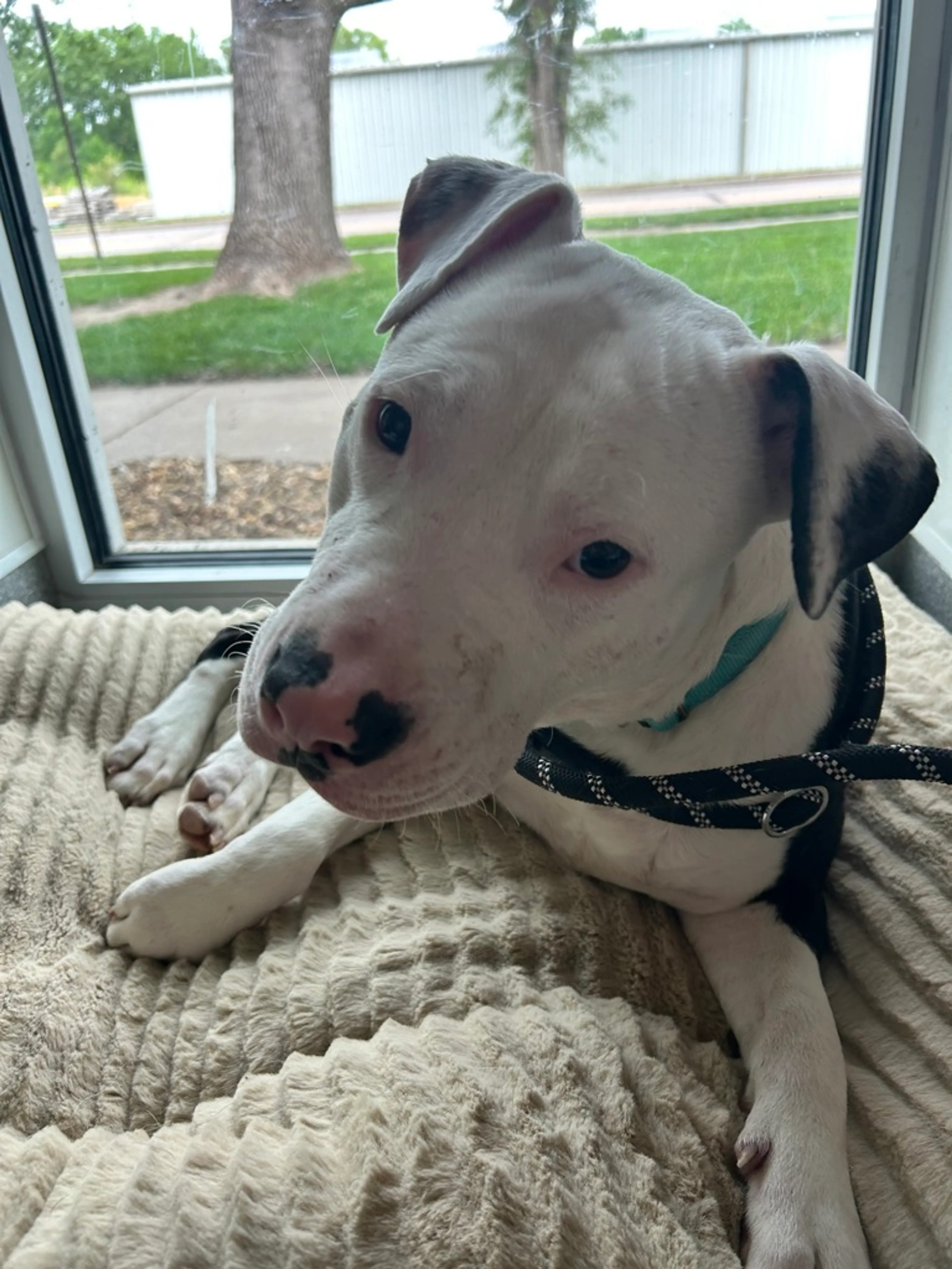 -4