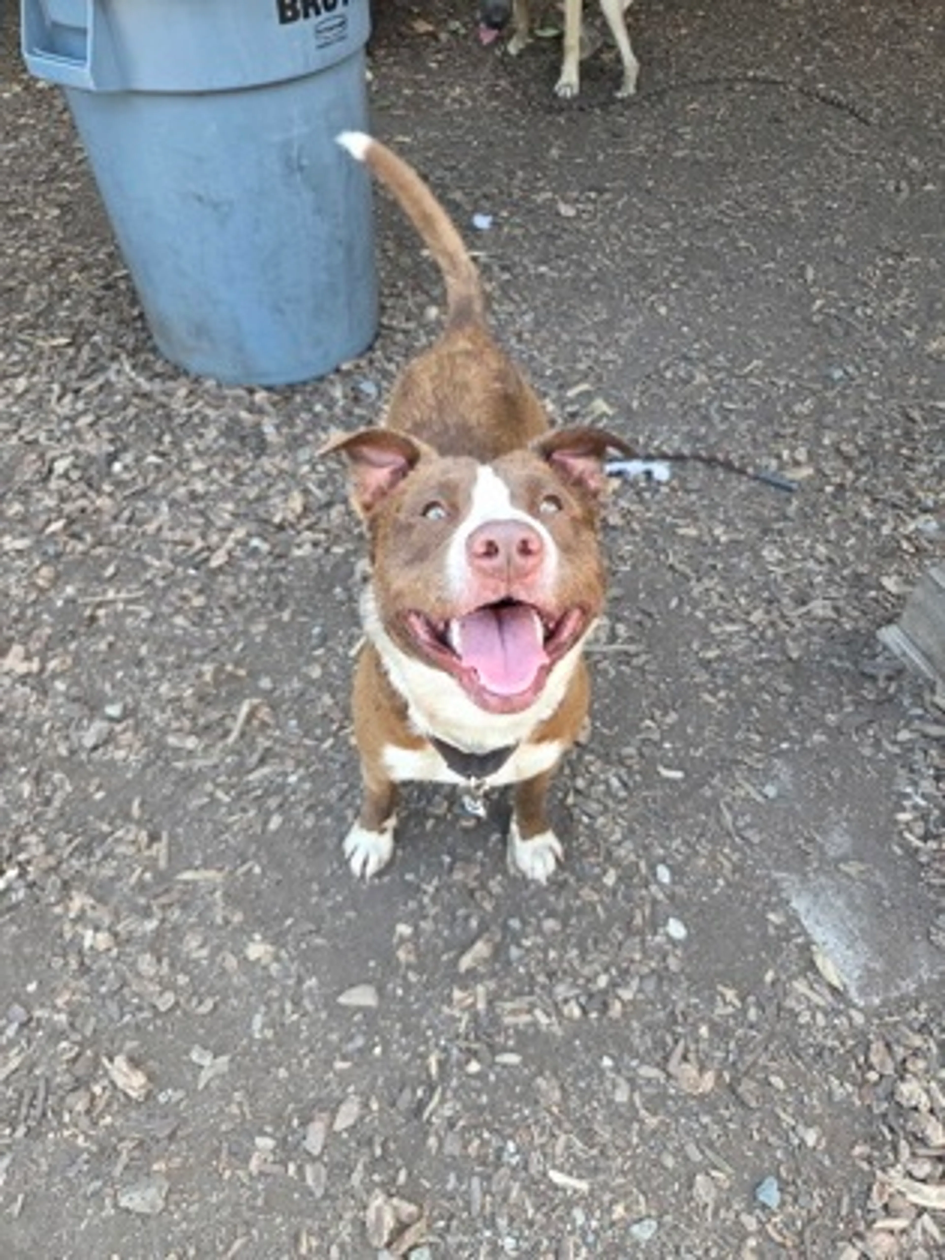 Found pet-2