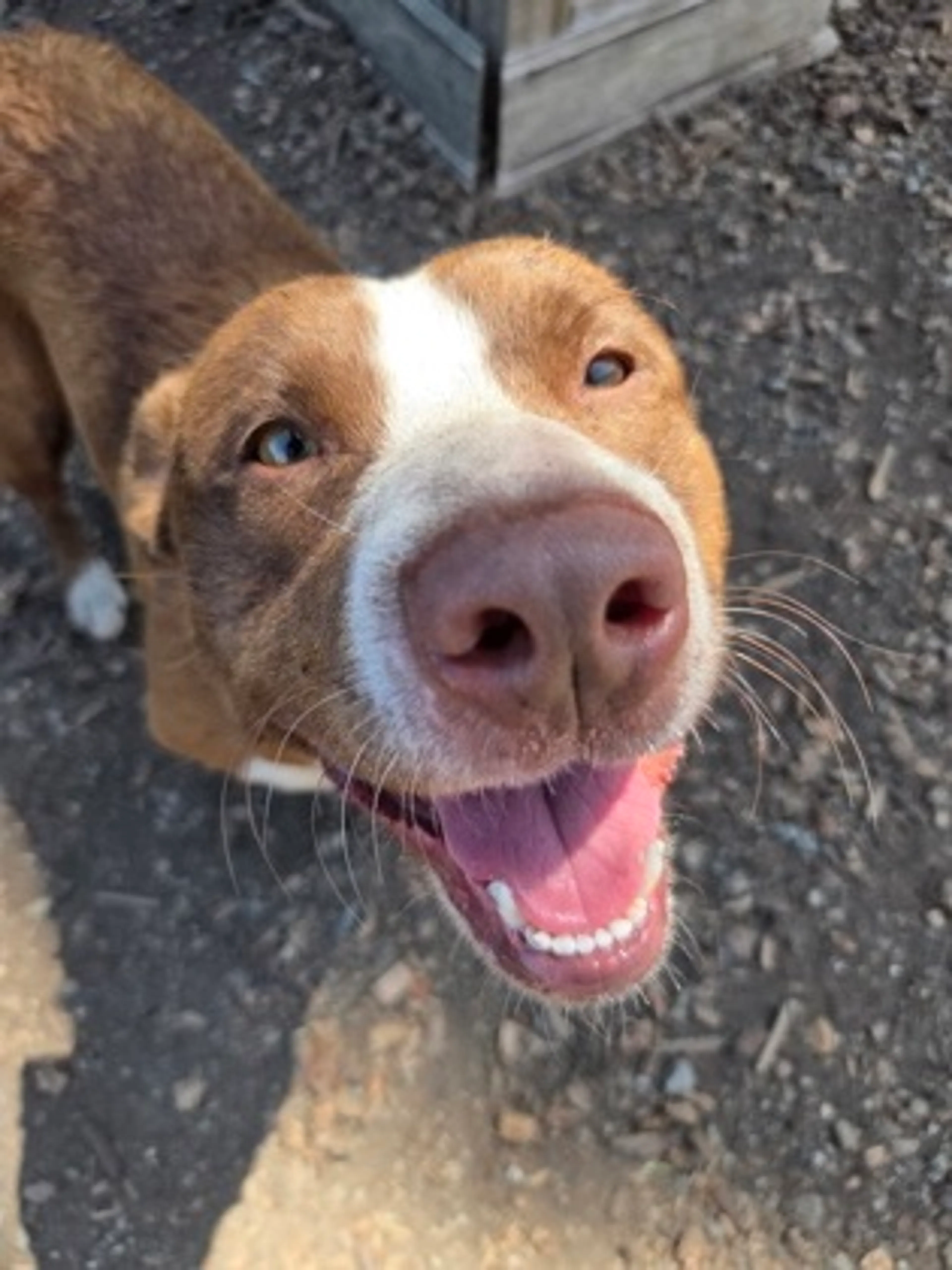 Found pet-1
