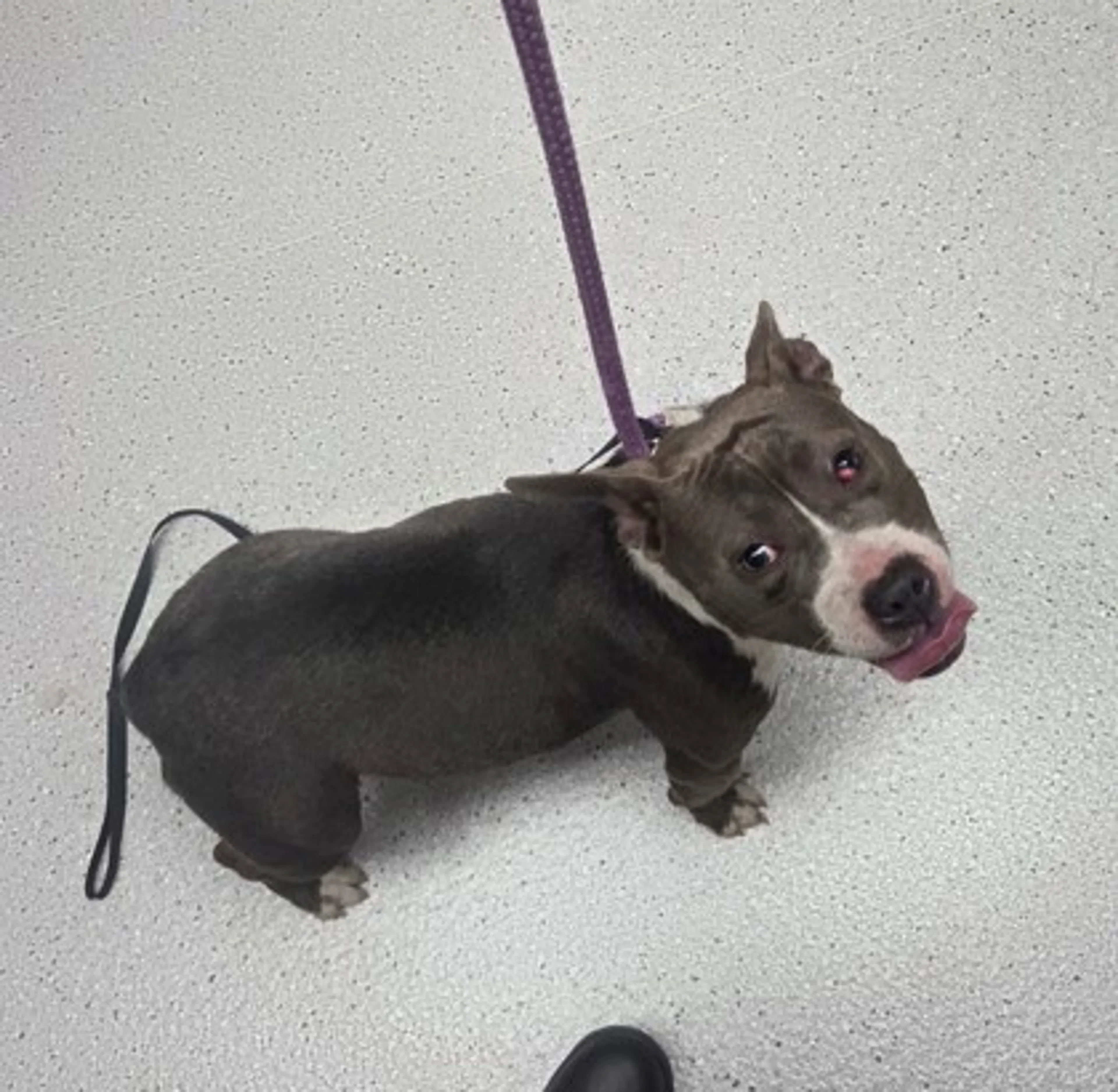 Found pet