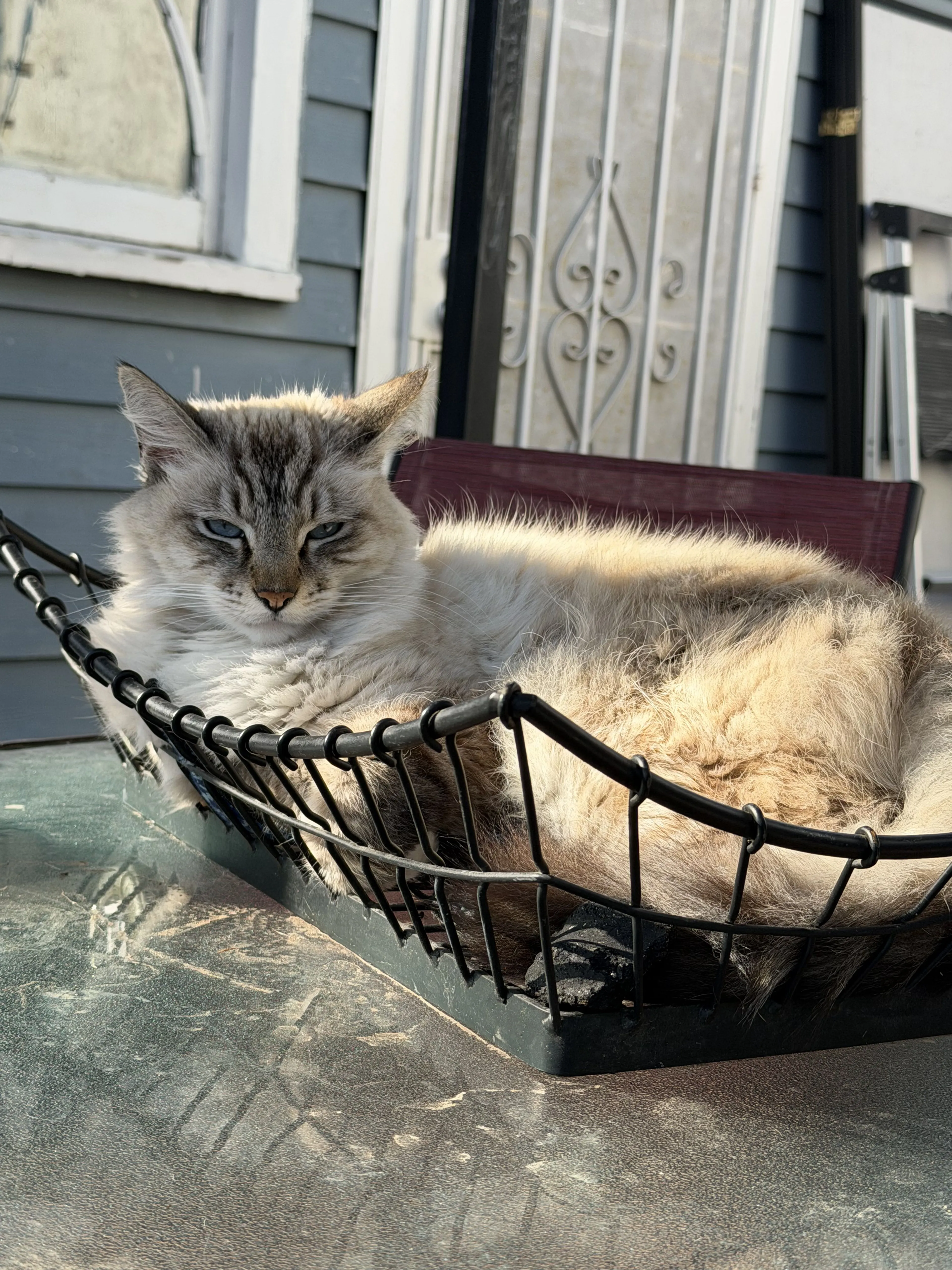 Lost pet-2