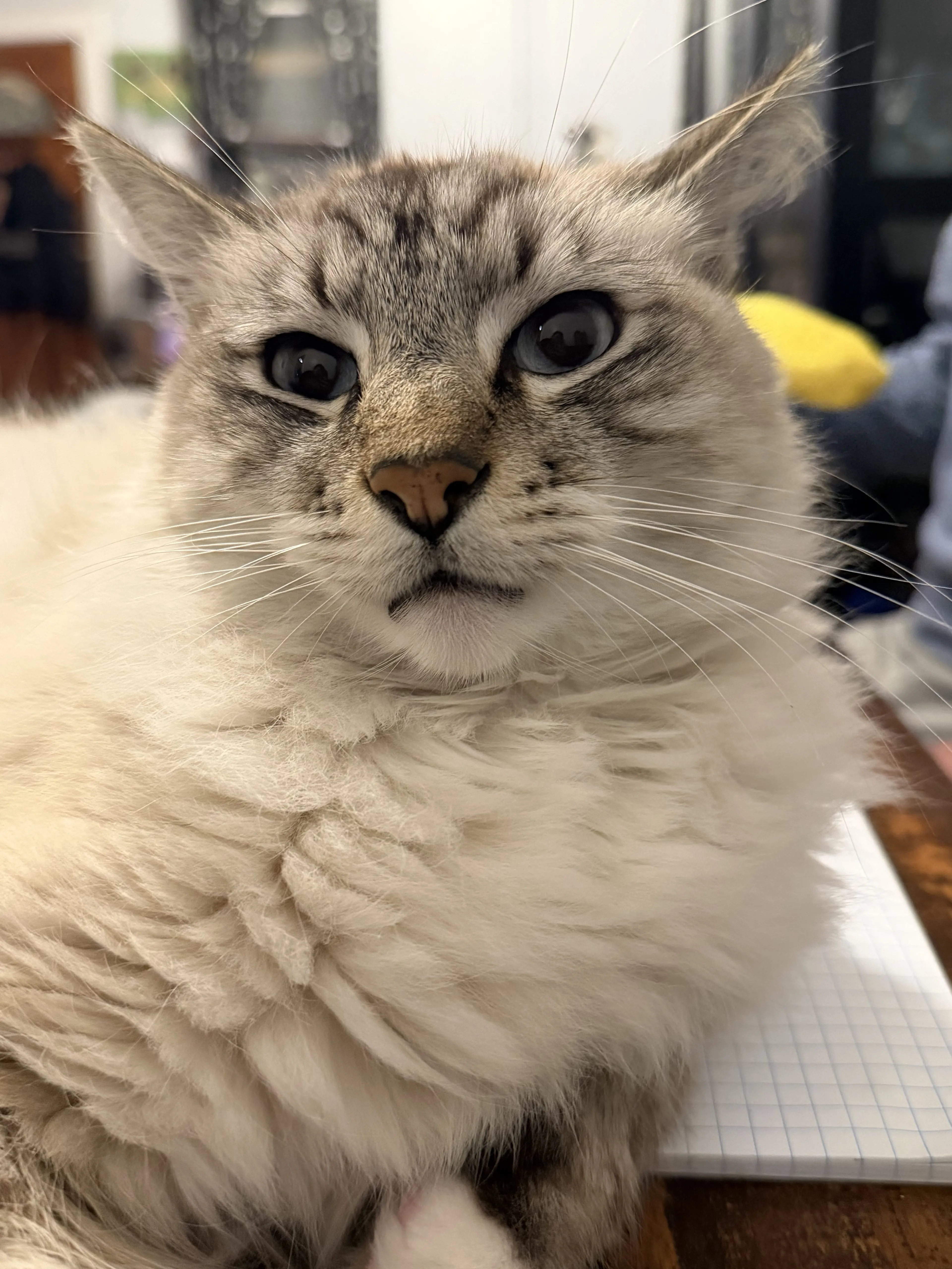 Lost pet-1