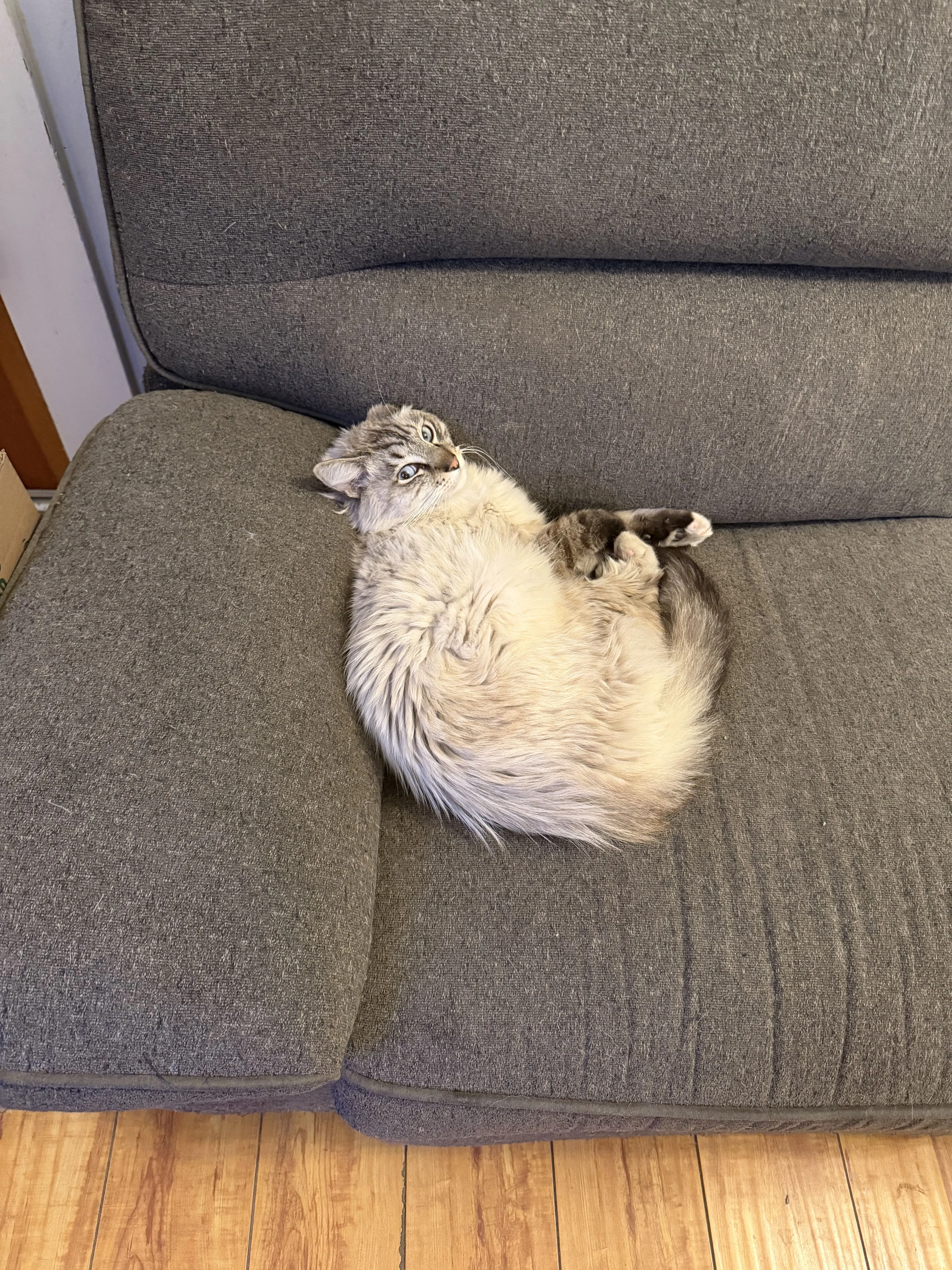 Lost pet-0
