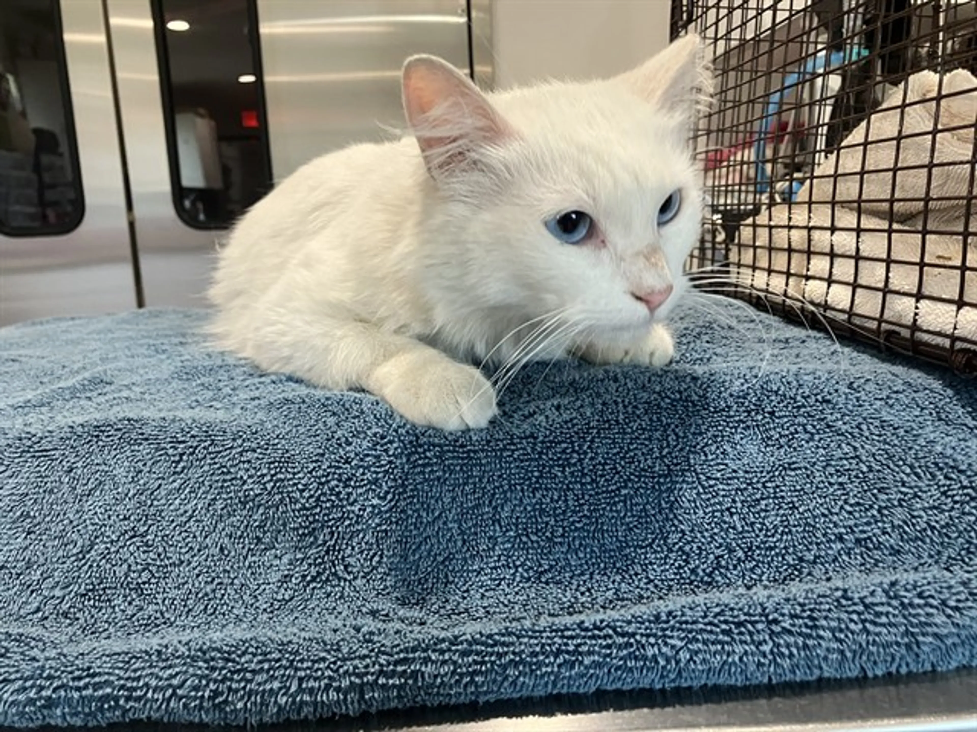 Found pet
