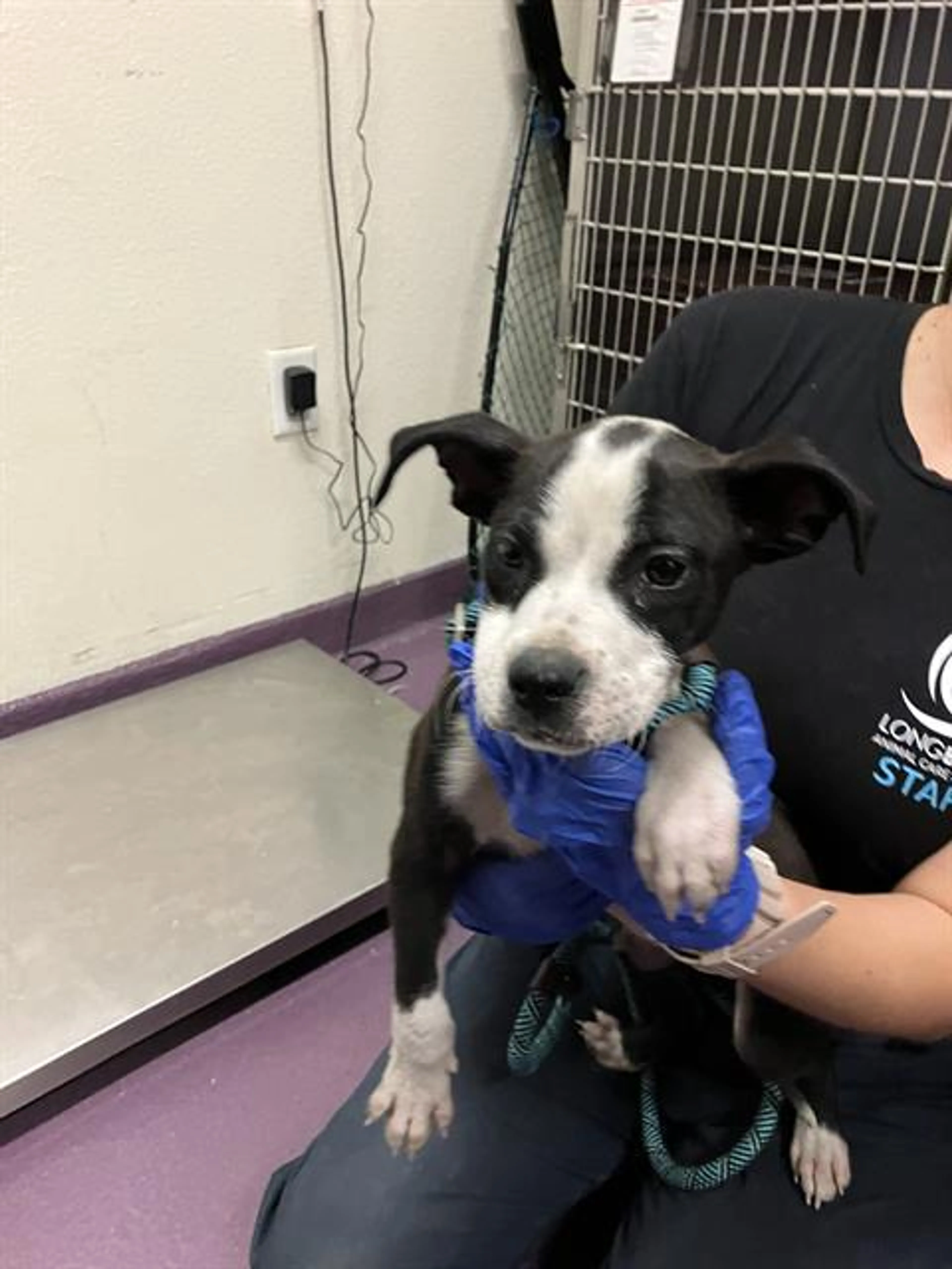 Found pet