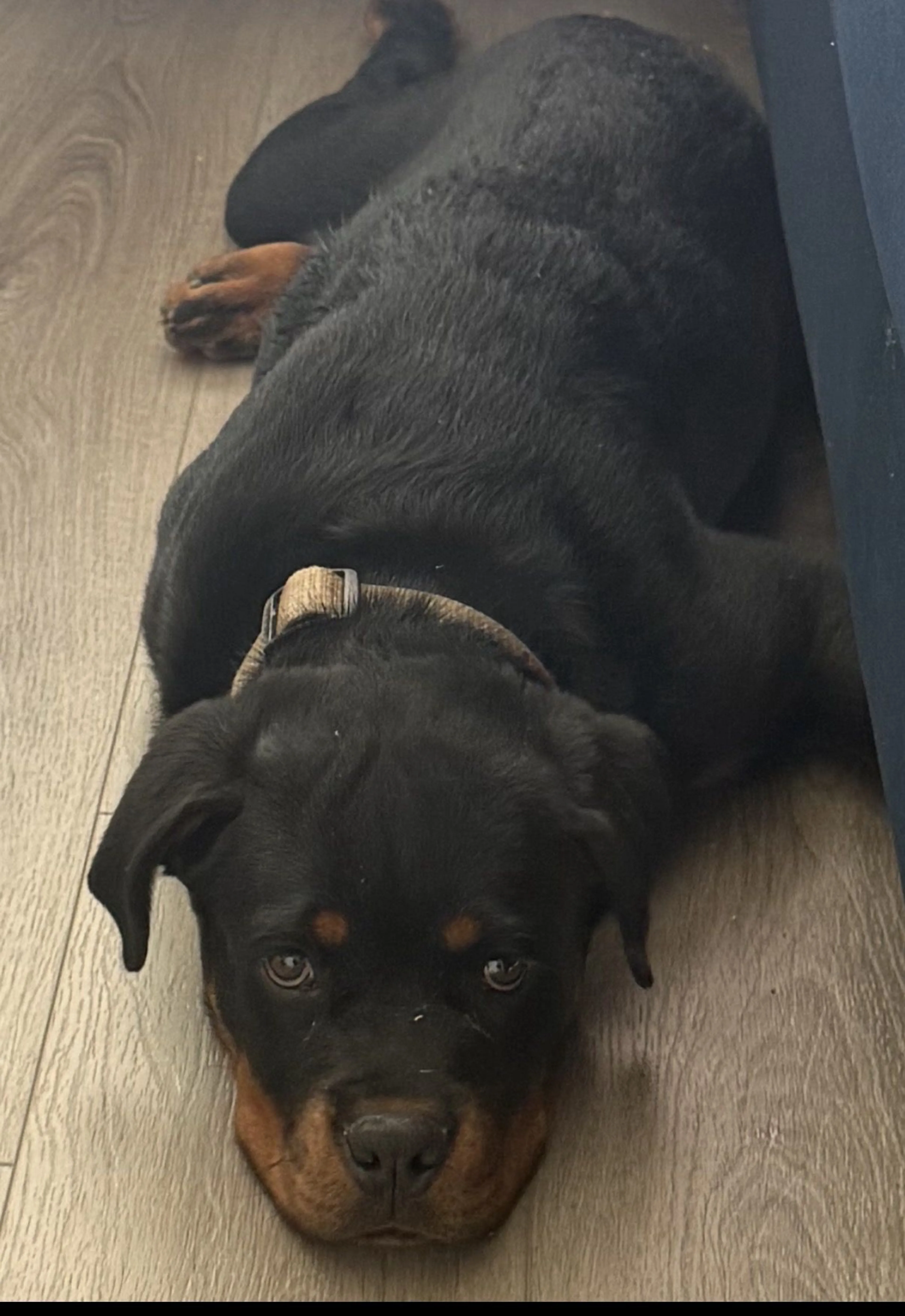 Lost pet
