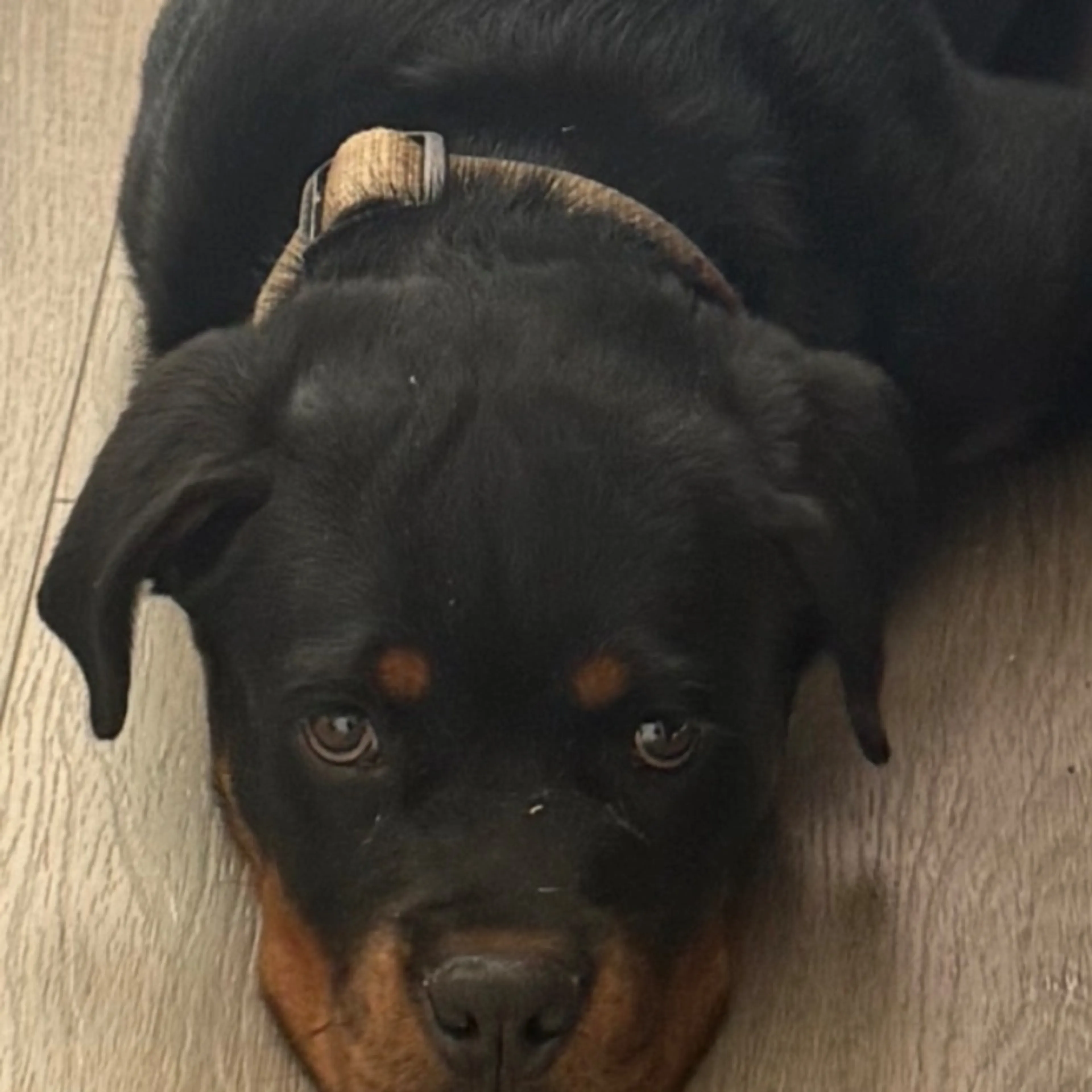 Lost pet