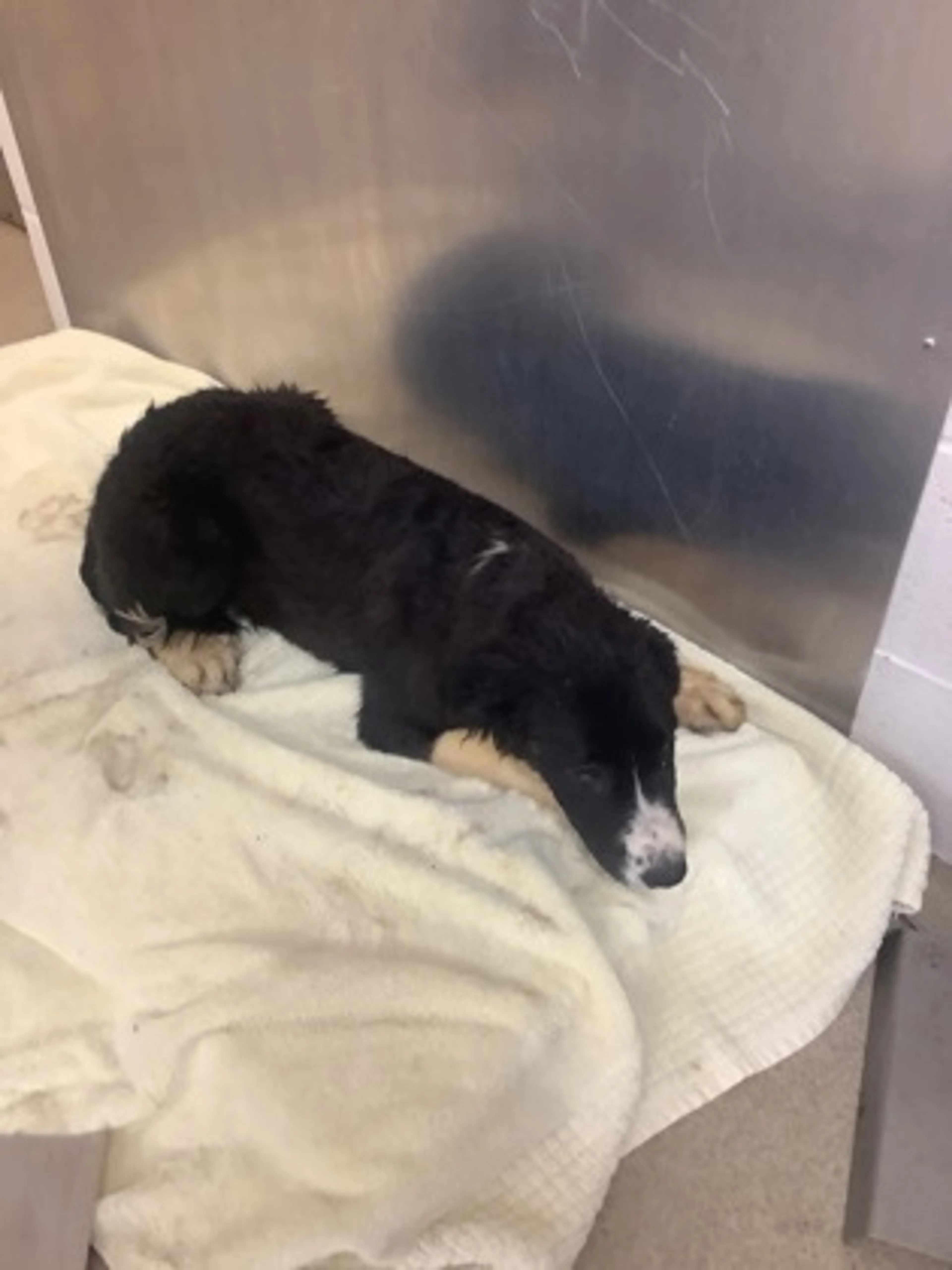 Found pet