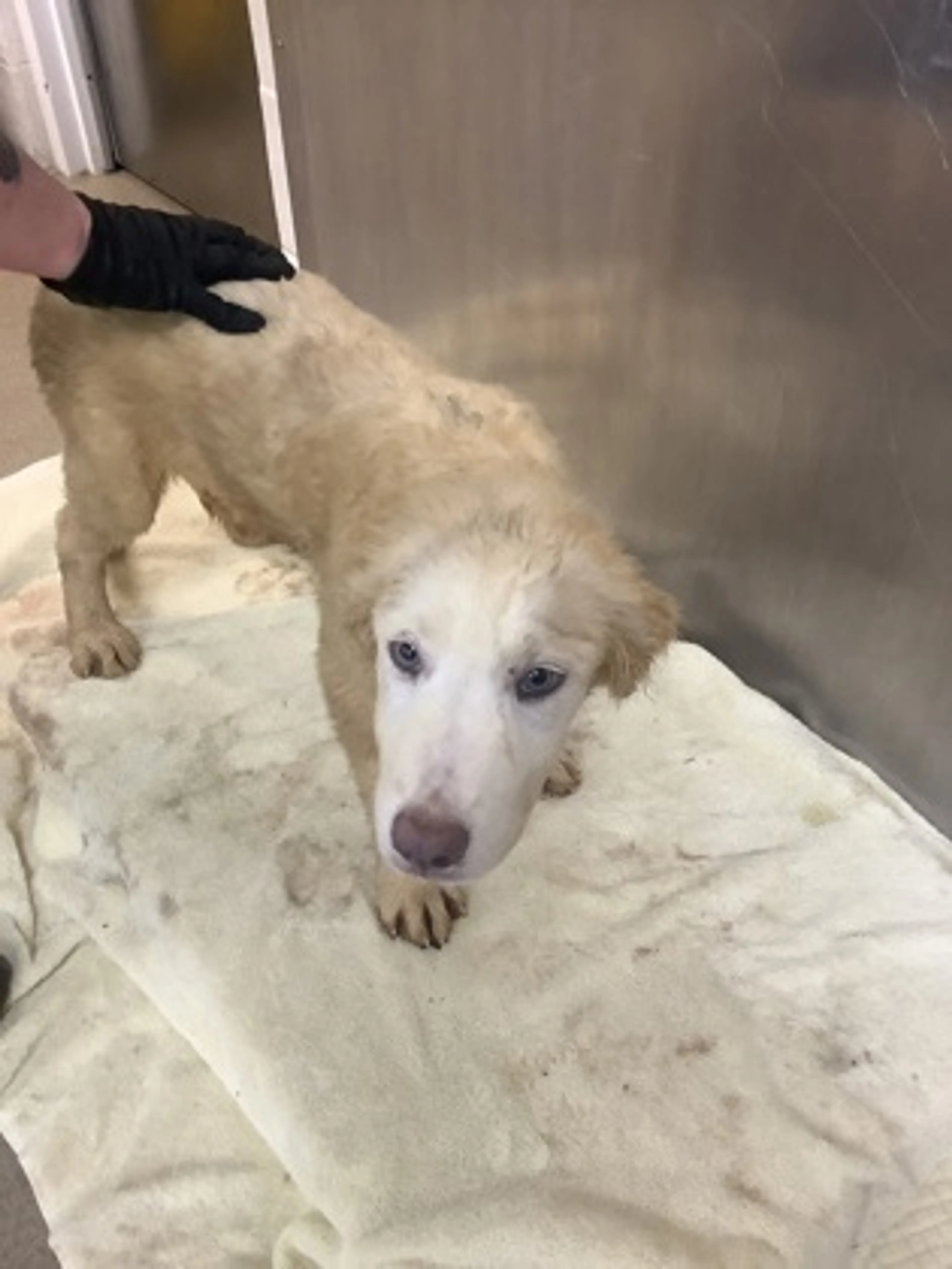 Found pet