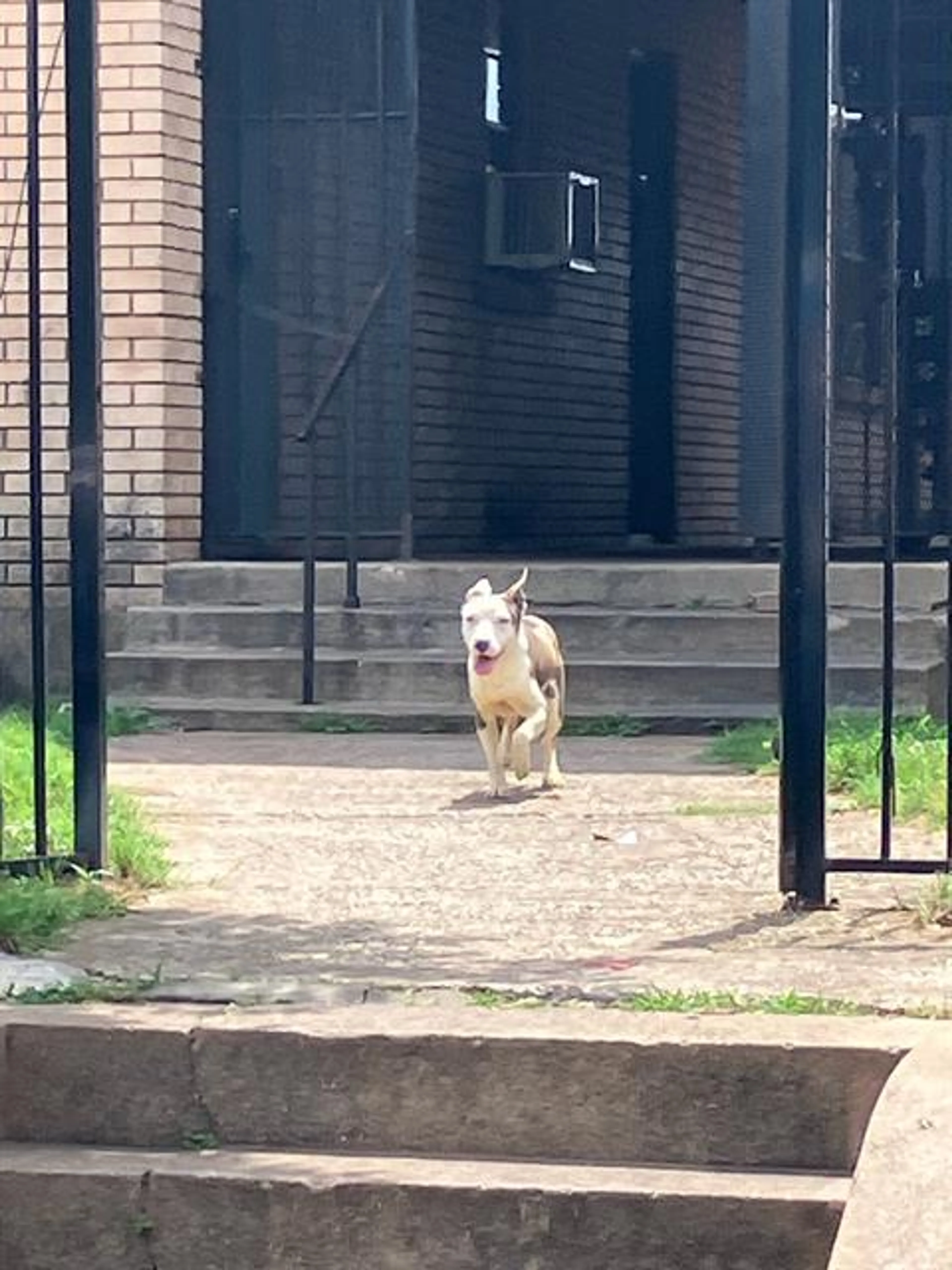 Found pet