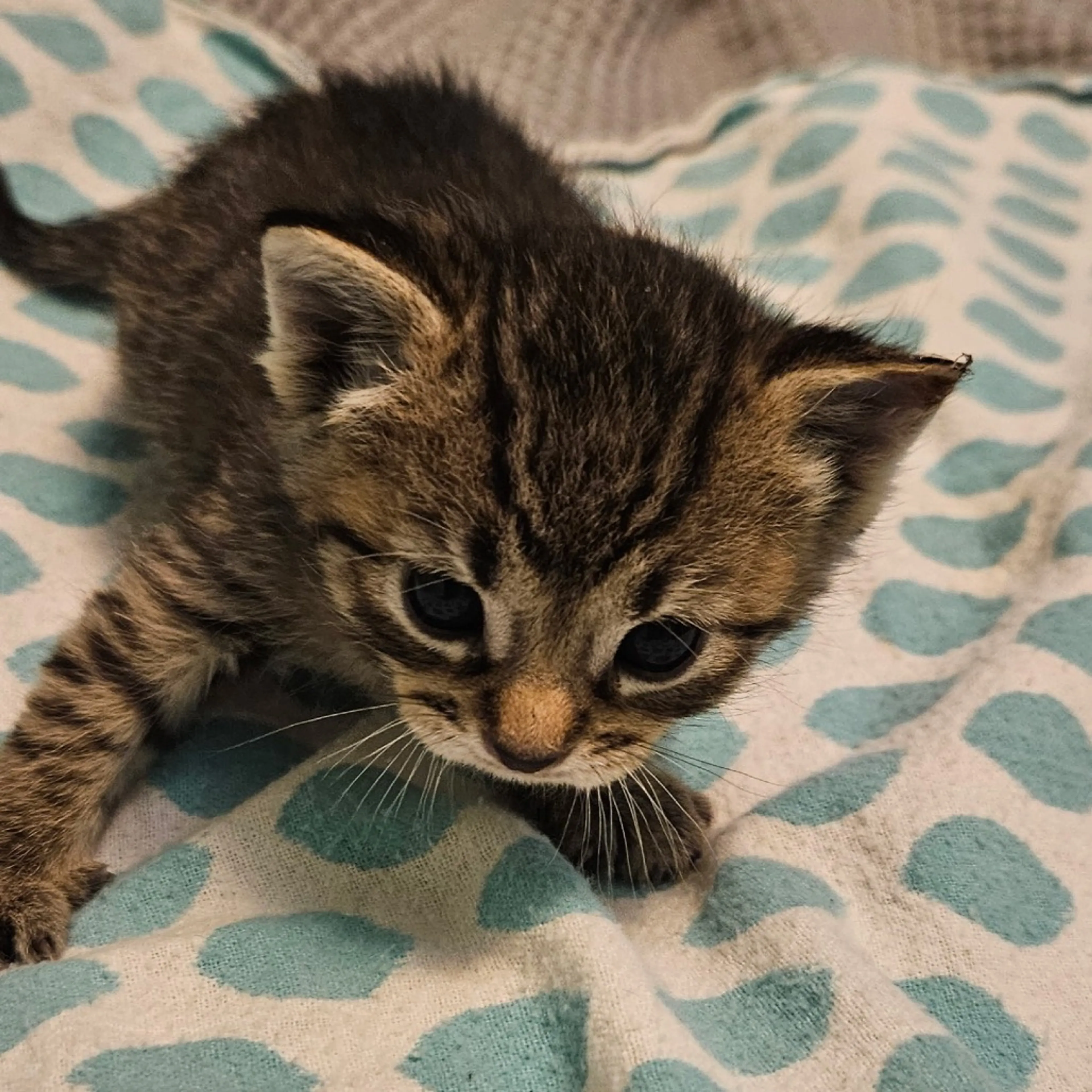 cdn image