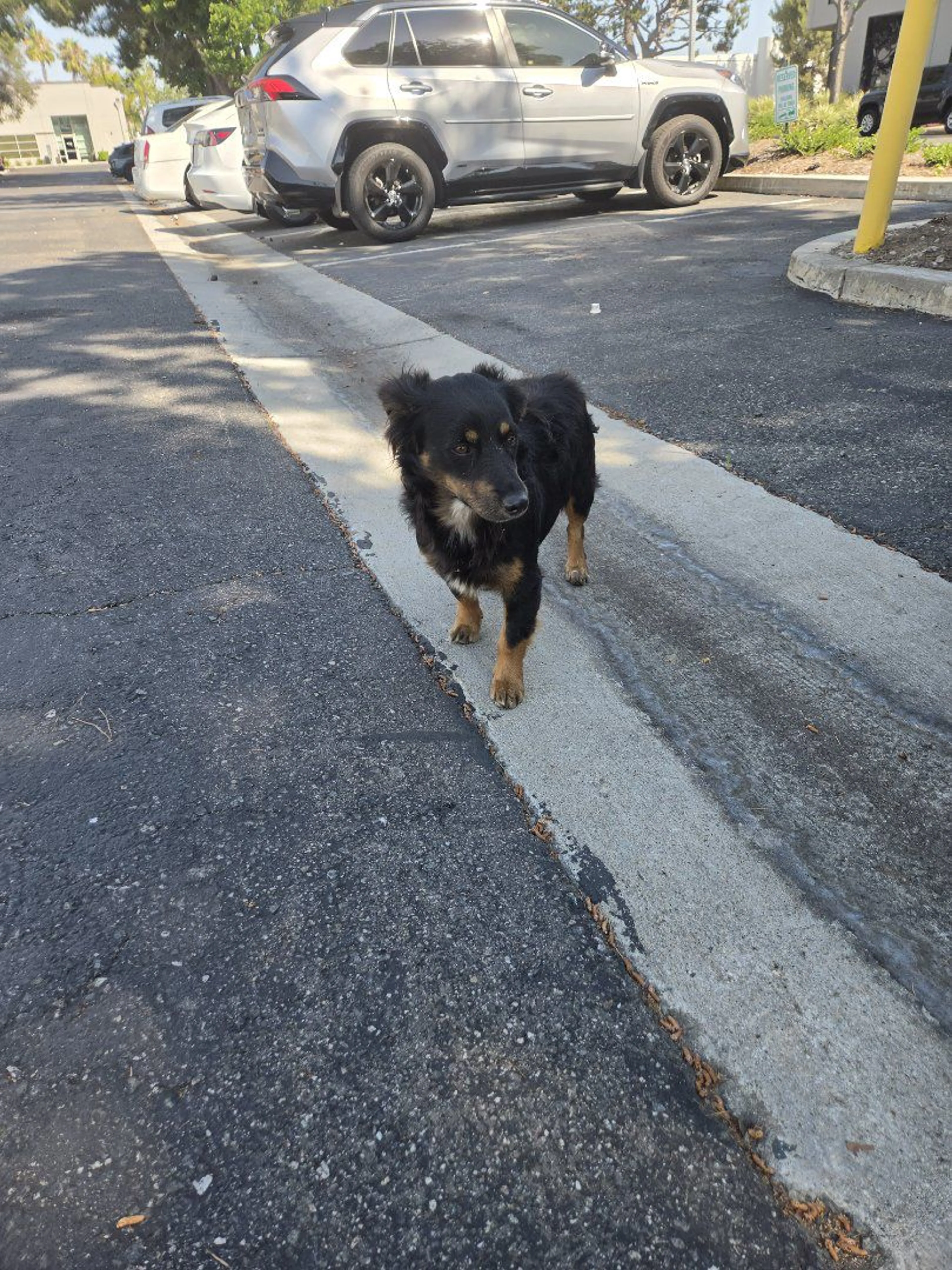 Lost pet-4