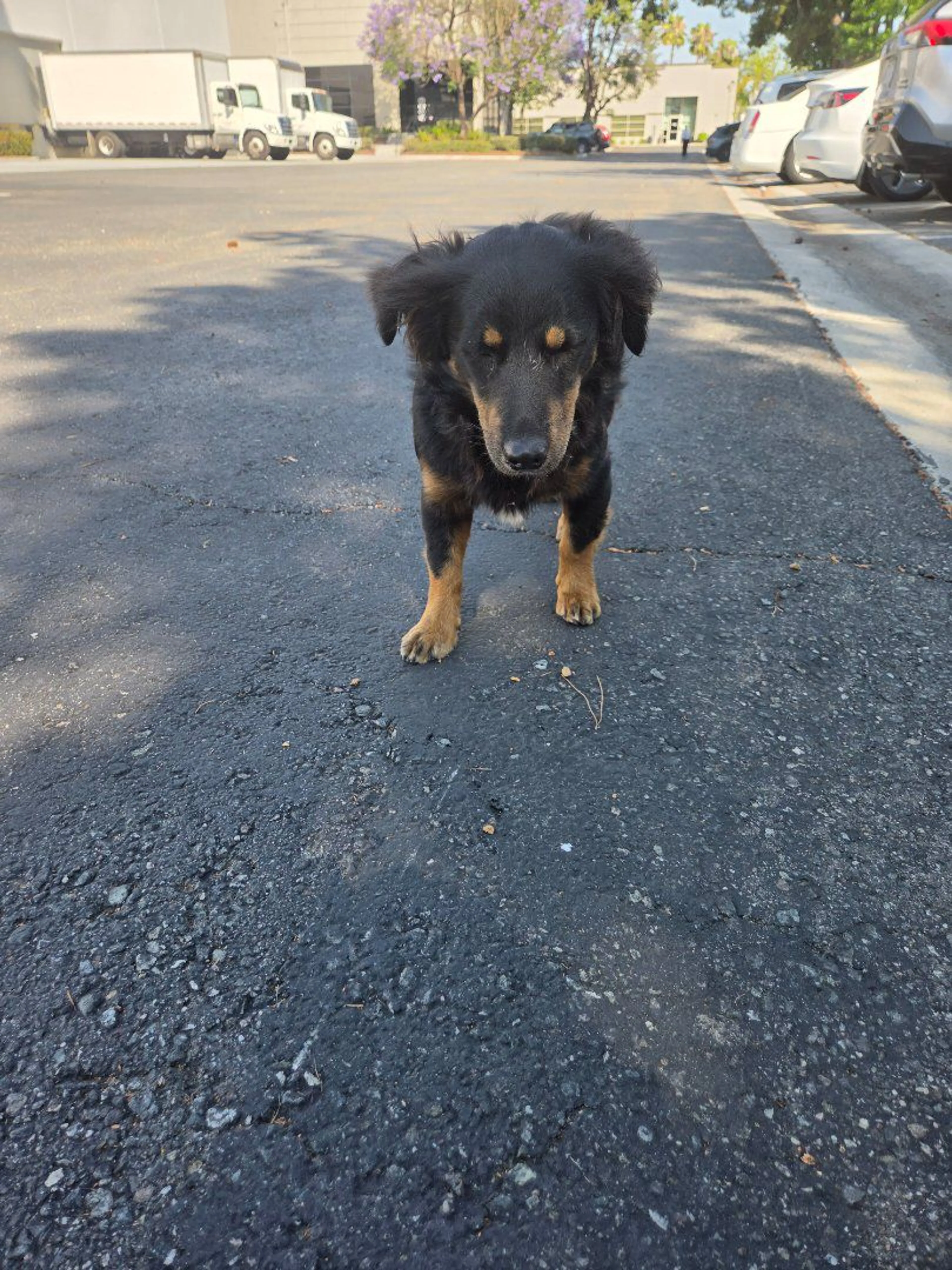Lost pet-0