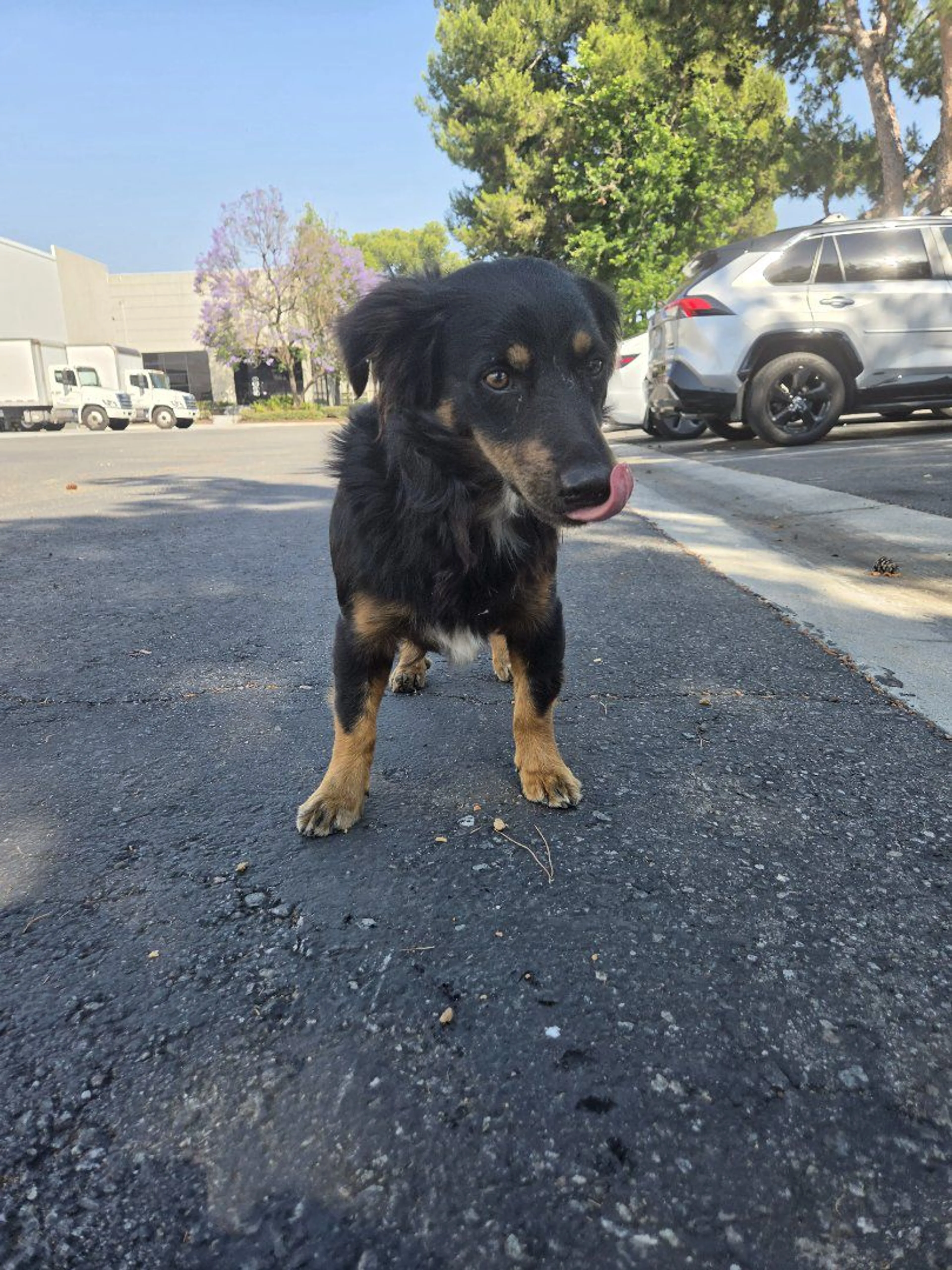 Lost pet-2