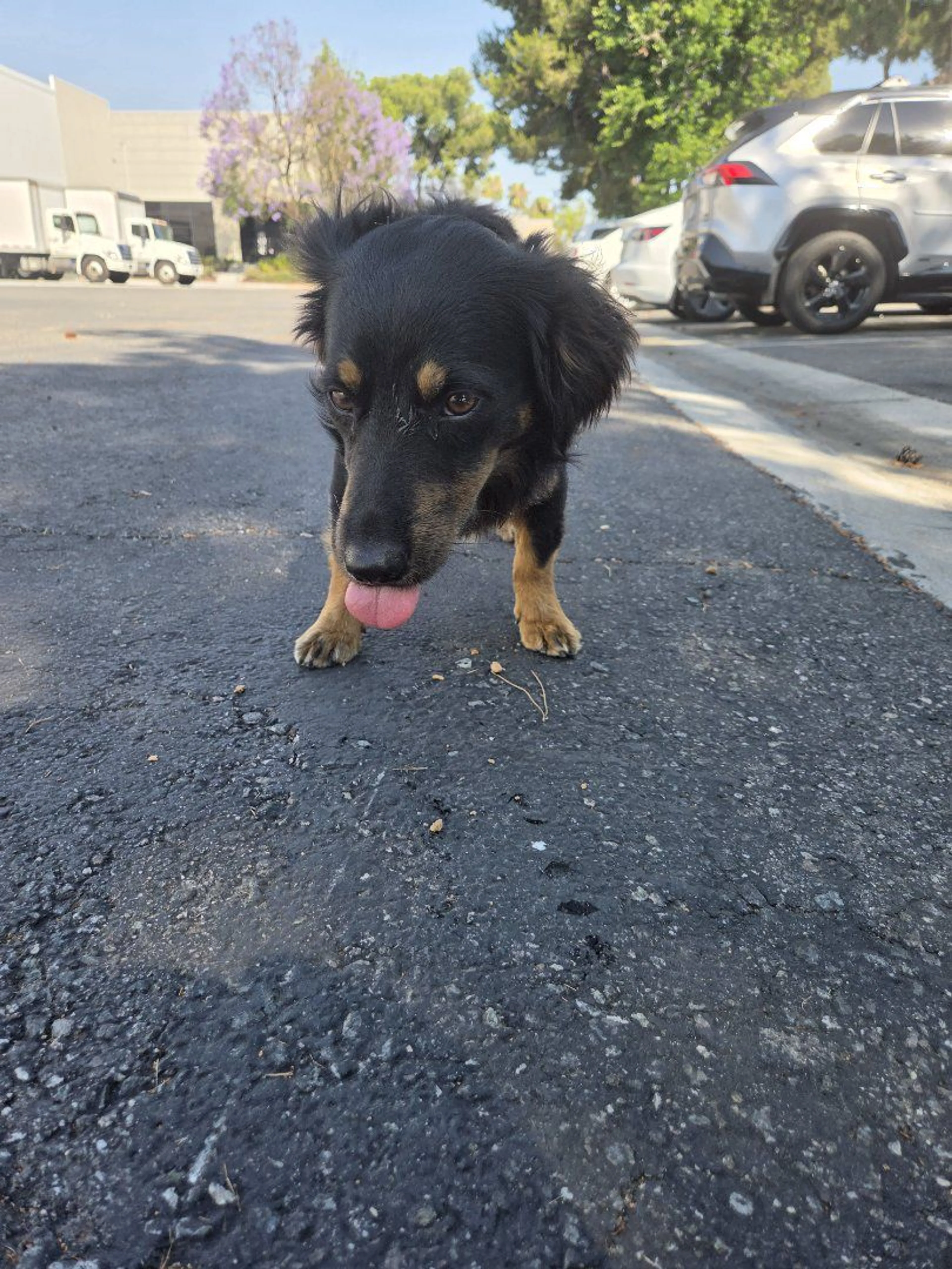 Lost pet-1