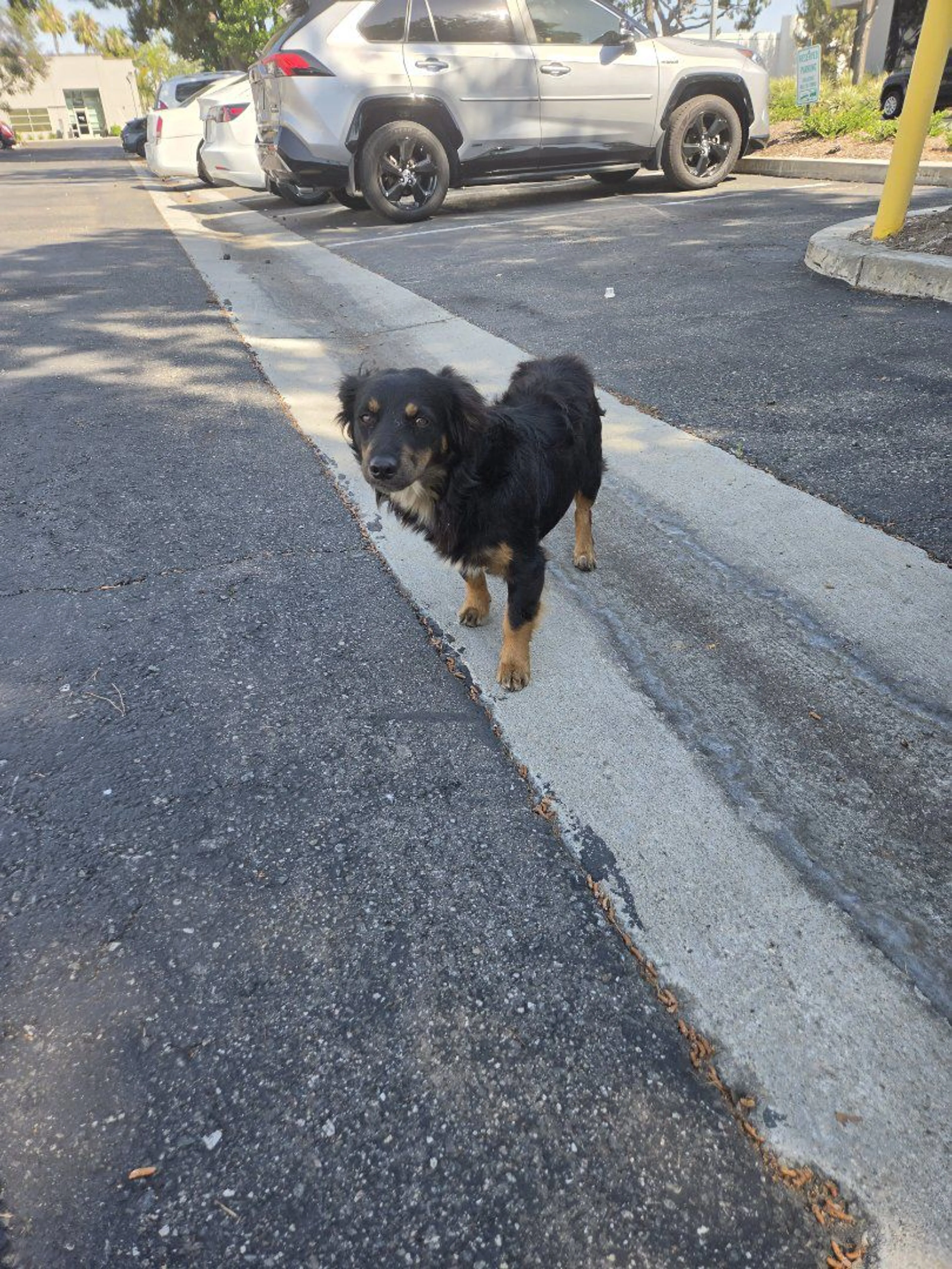 Lost pet-3