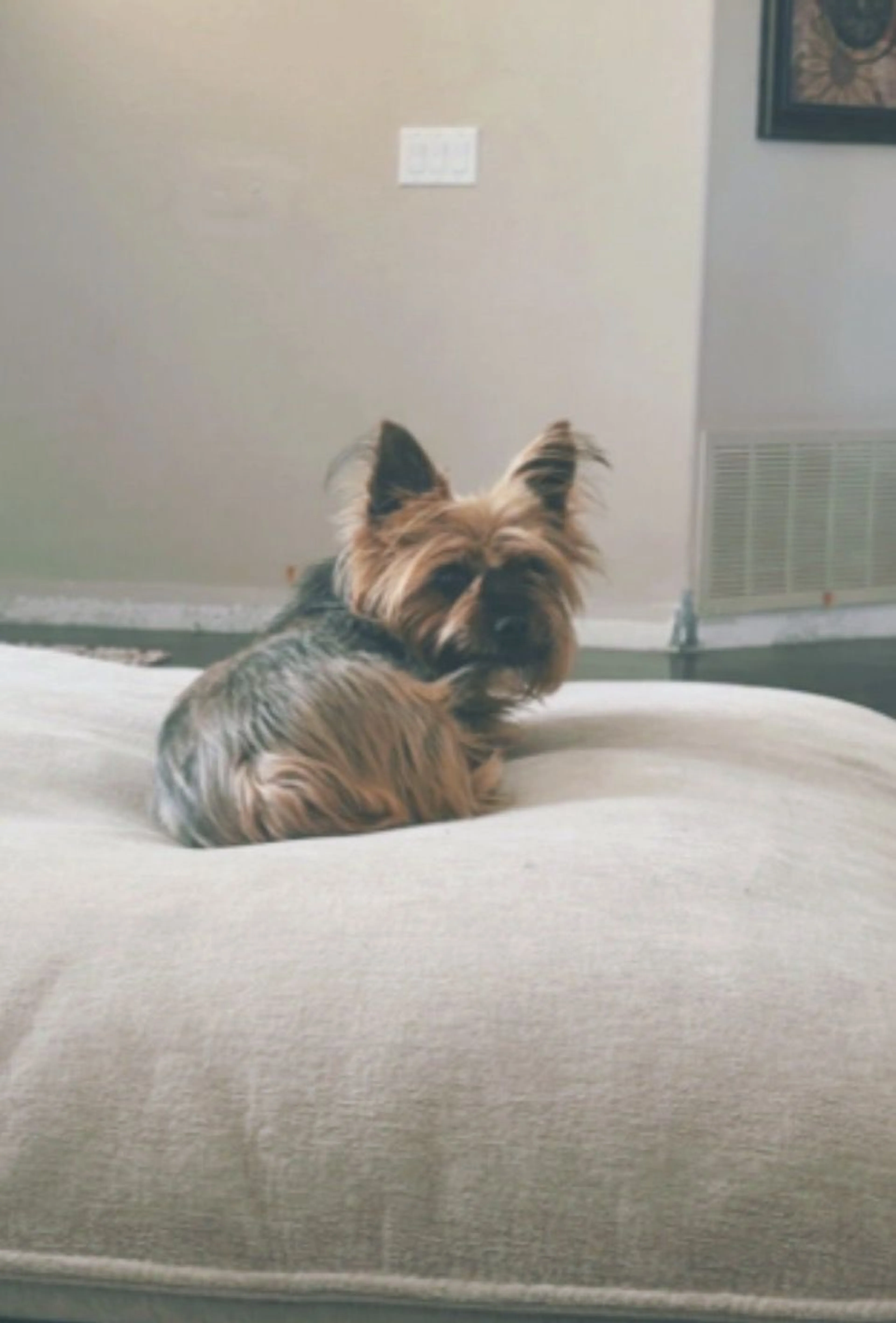Lost pet-1