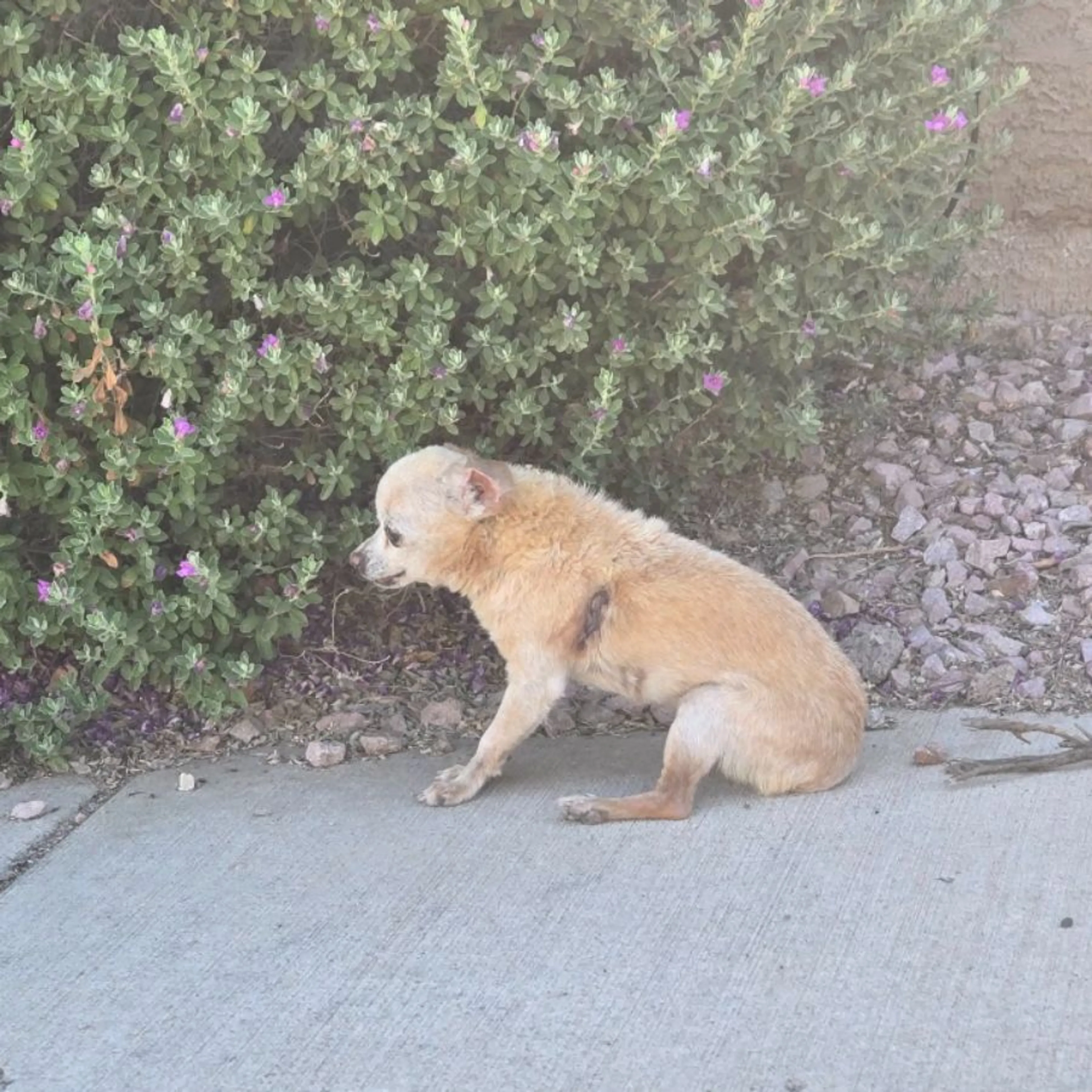 Found pet