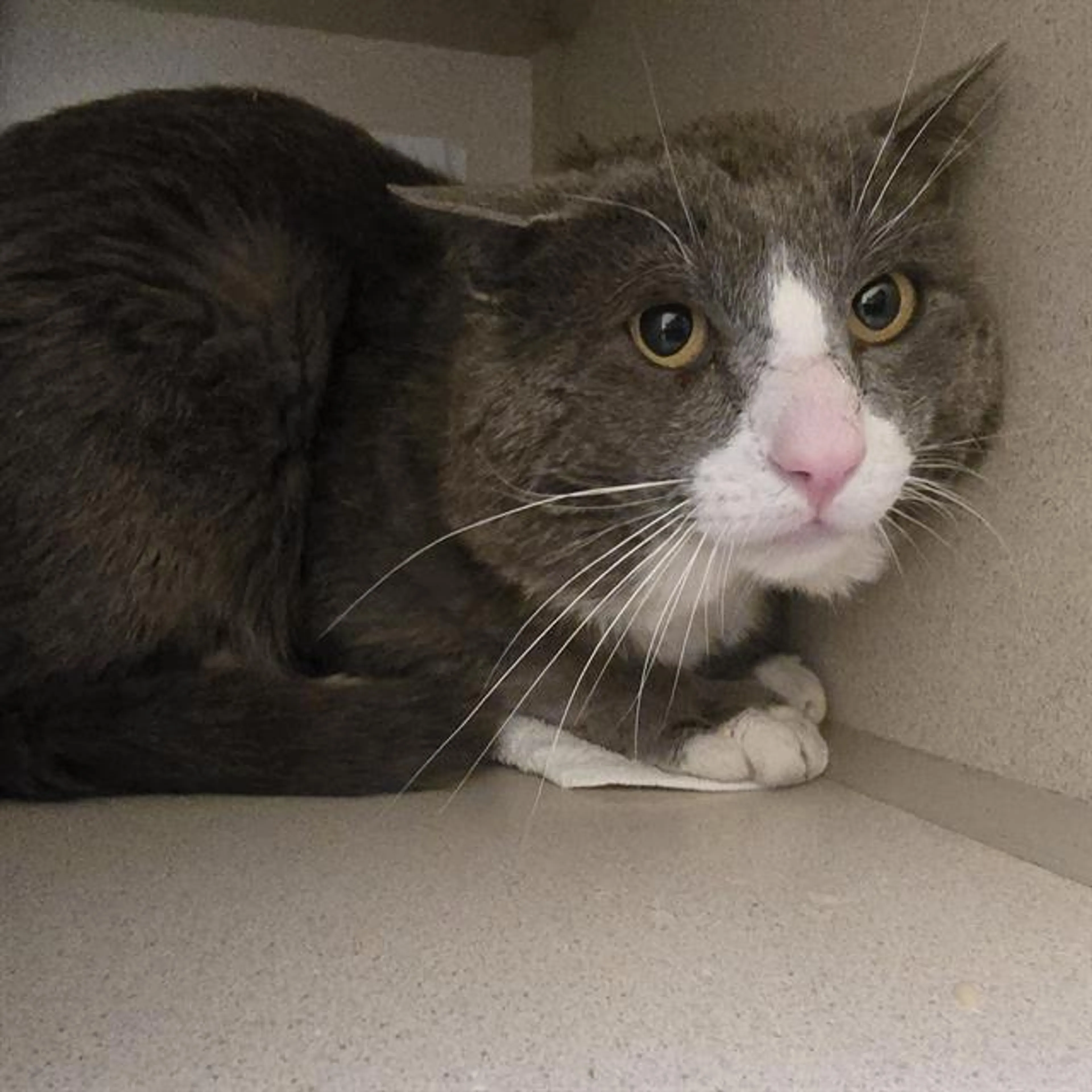 Found pet