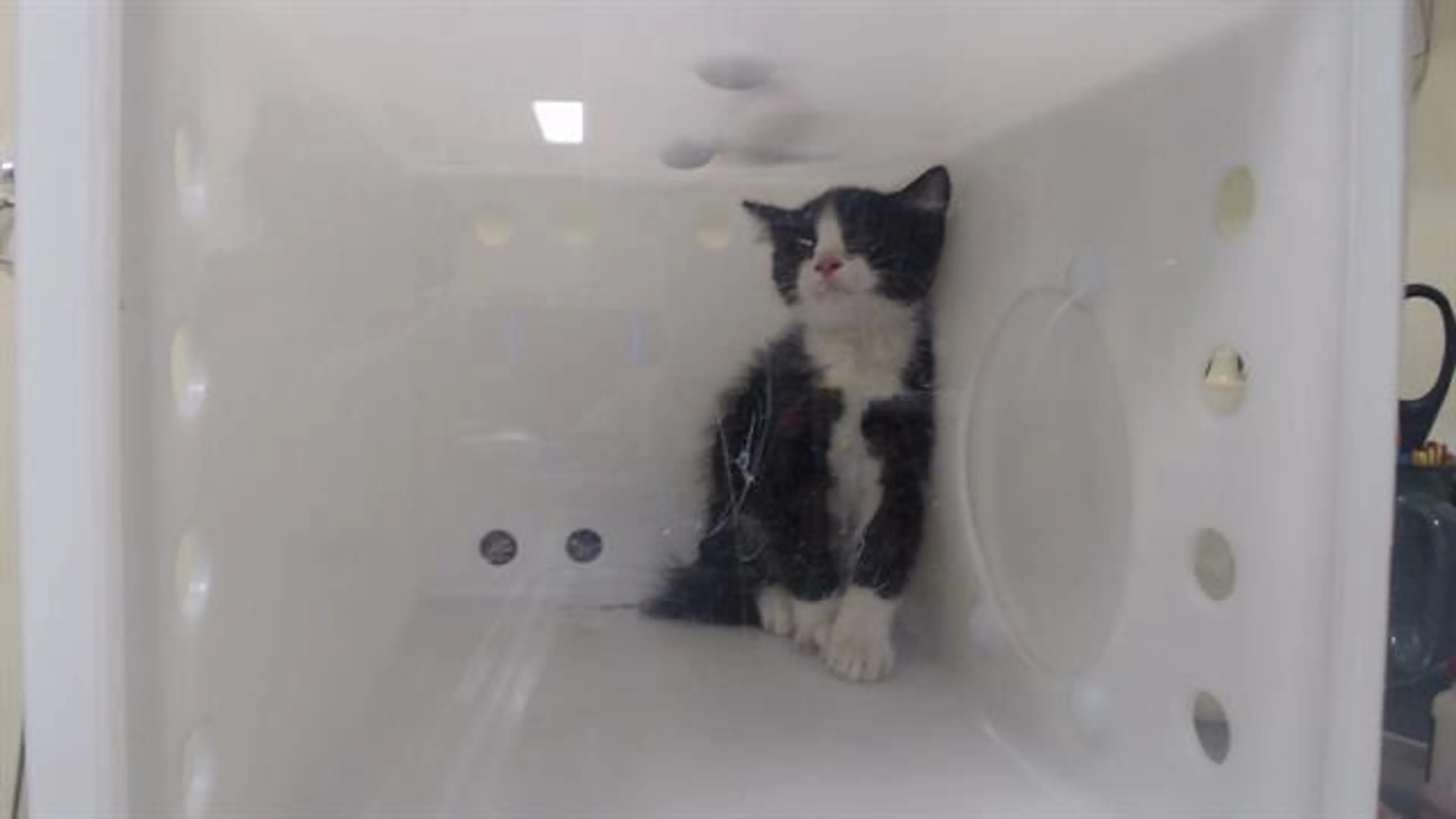 Found pet