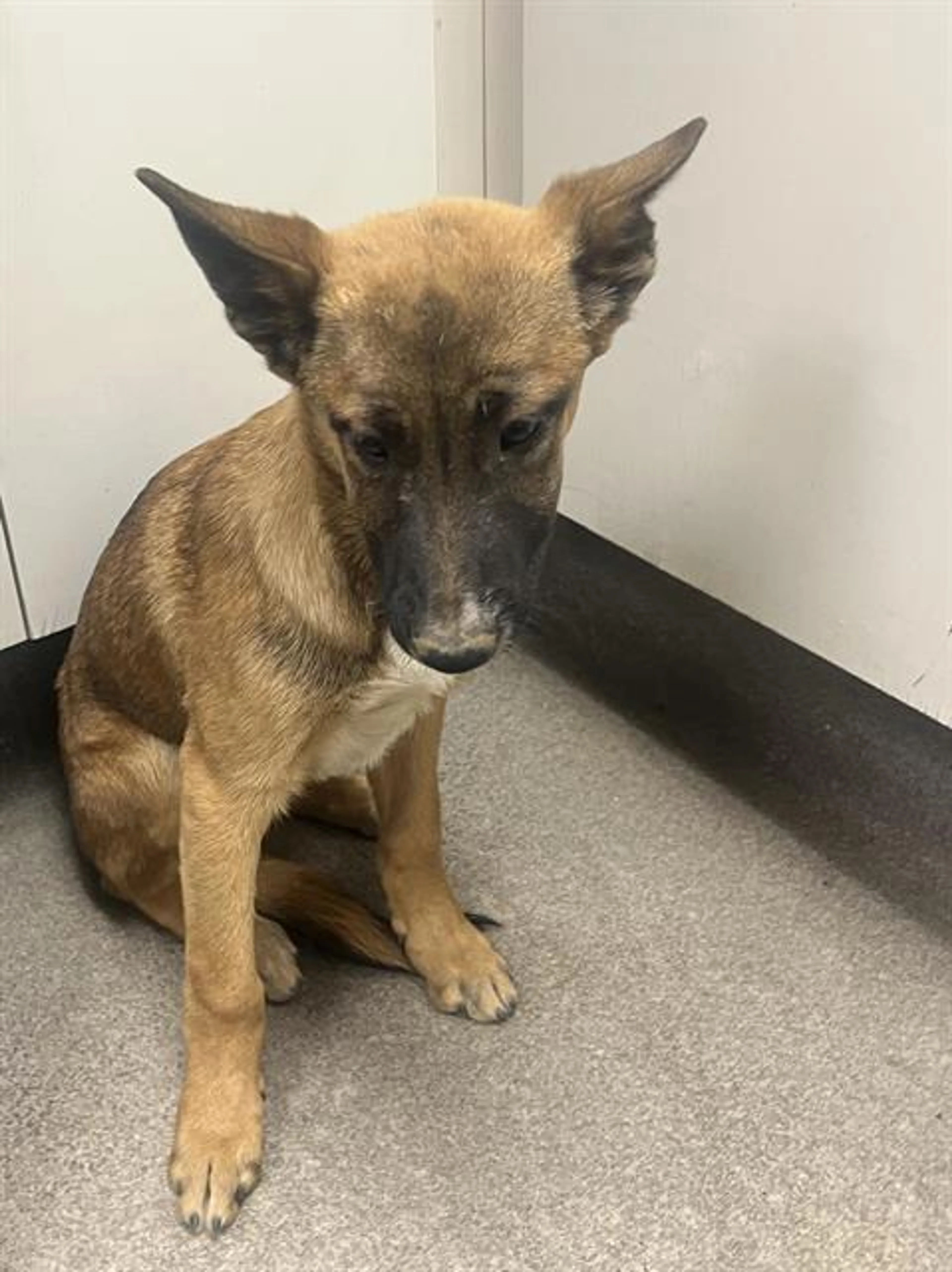 Found pet