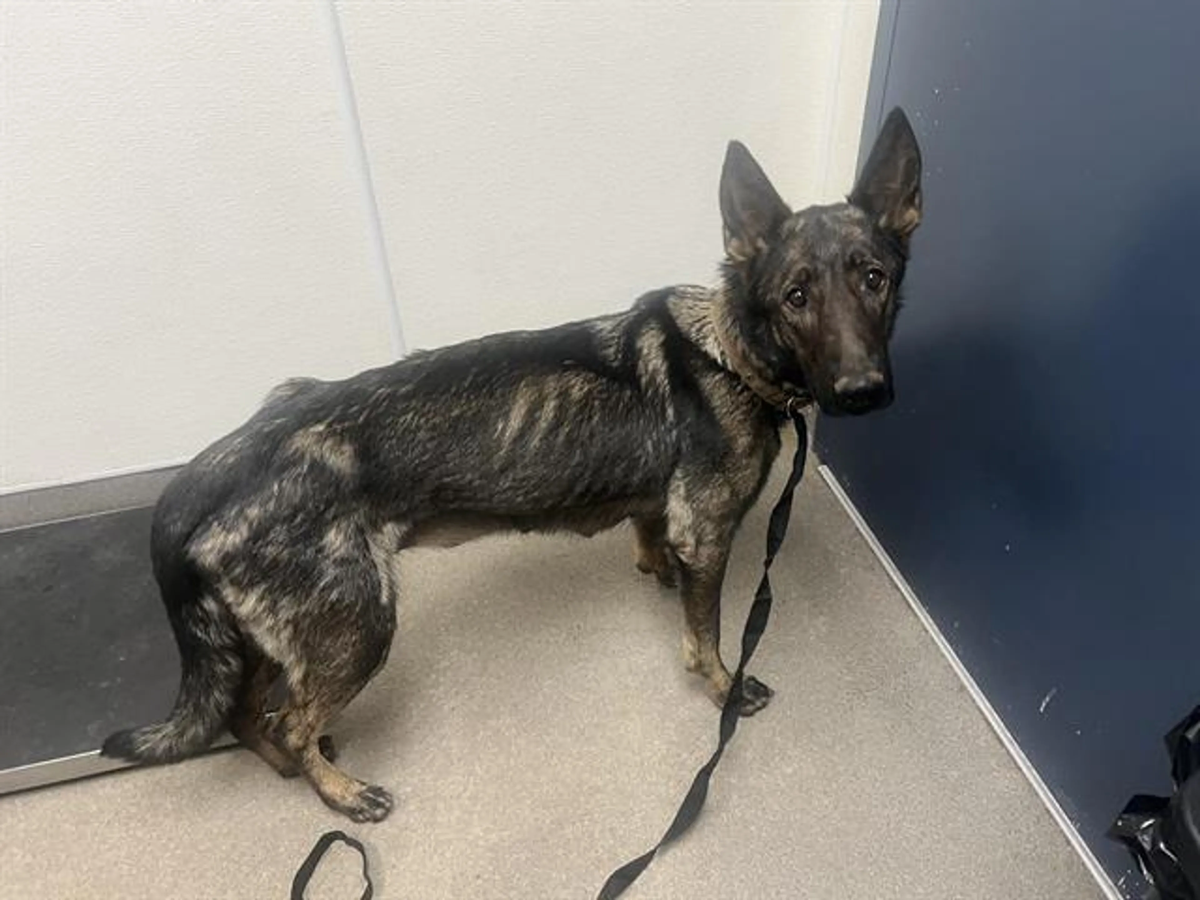 Found pet