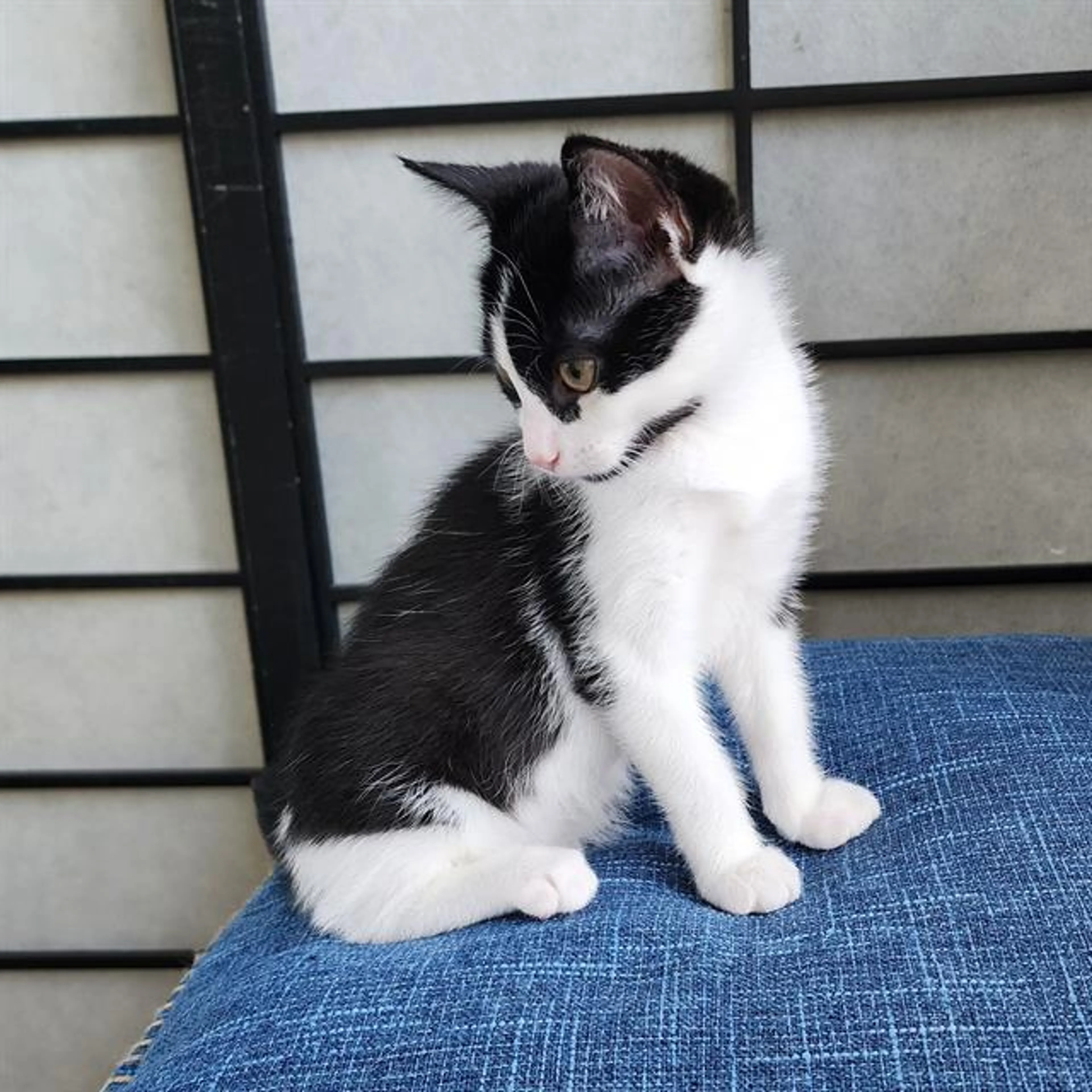cdn image
