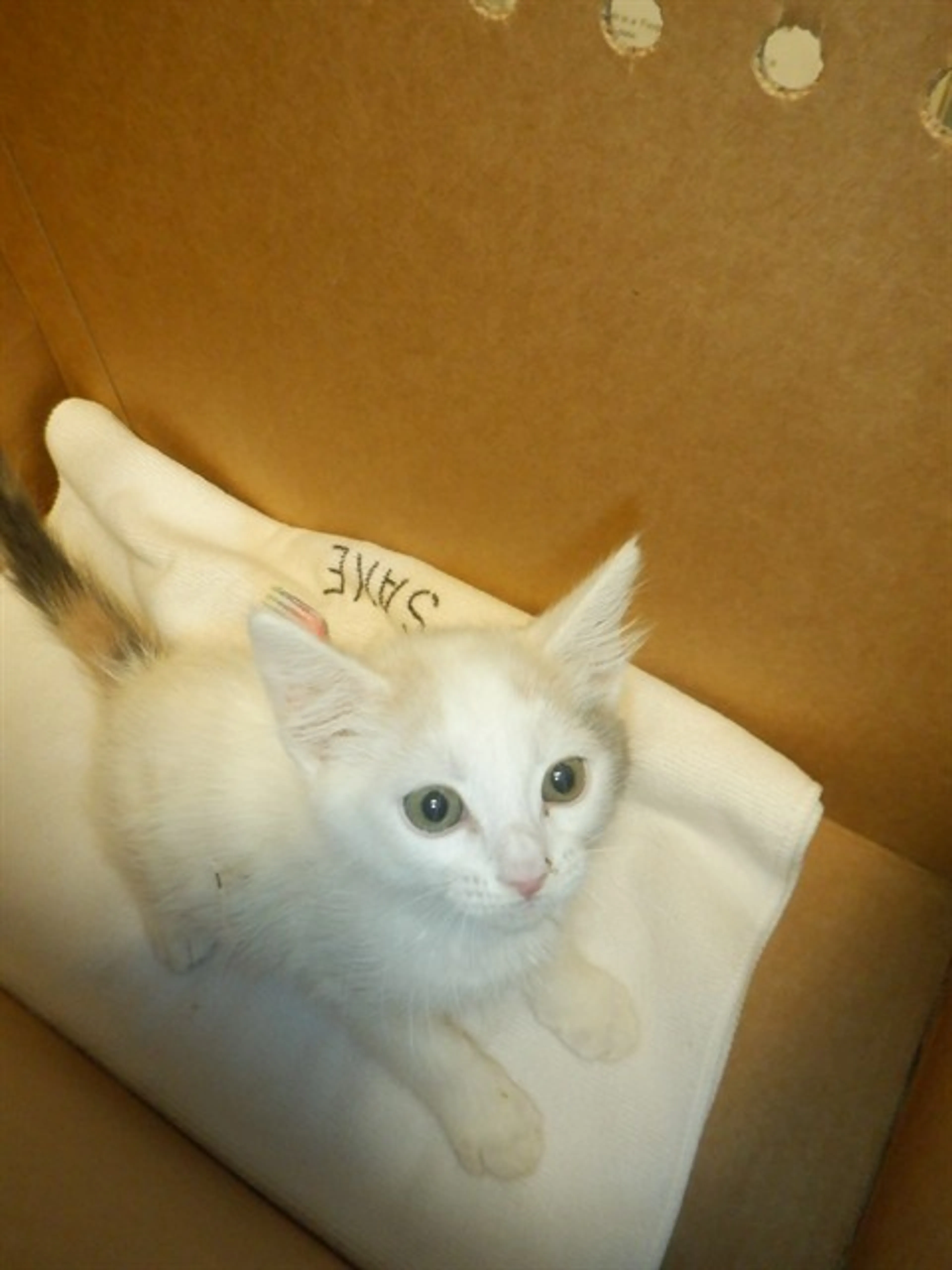 Found pet