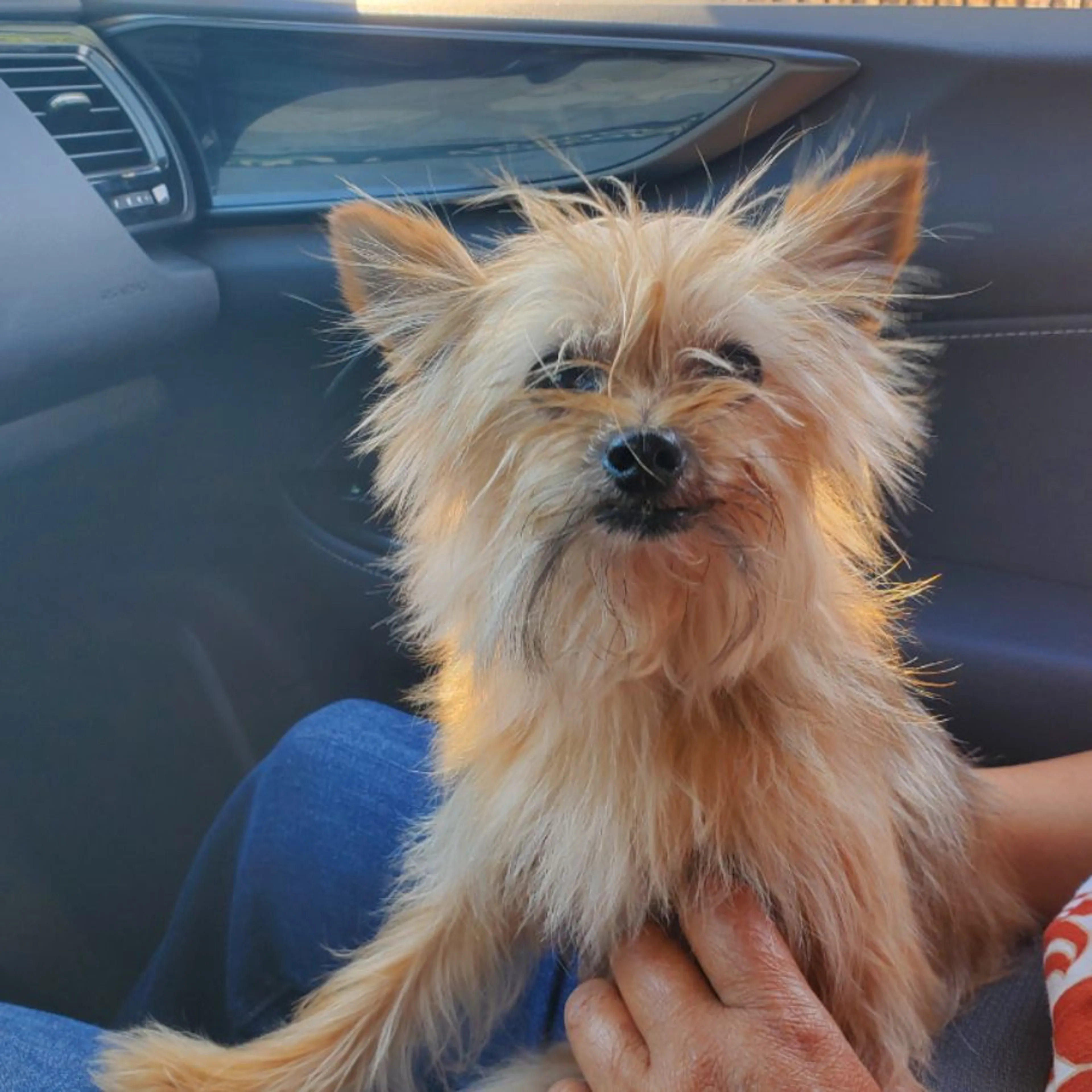Found pet