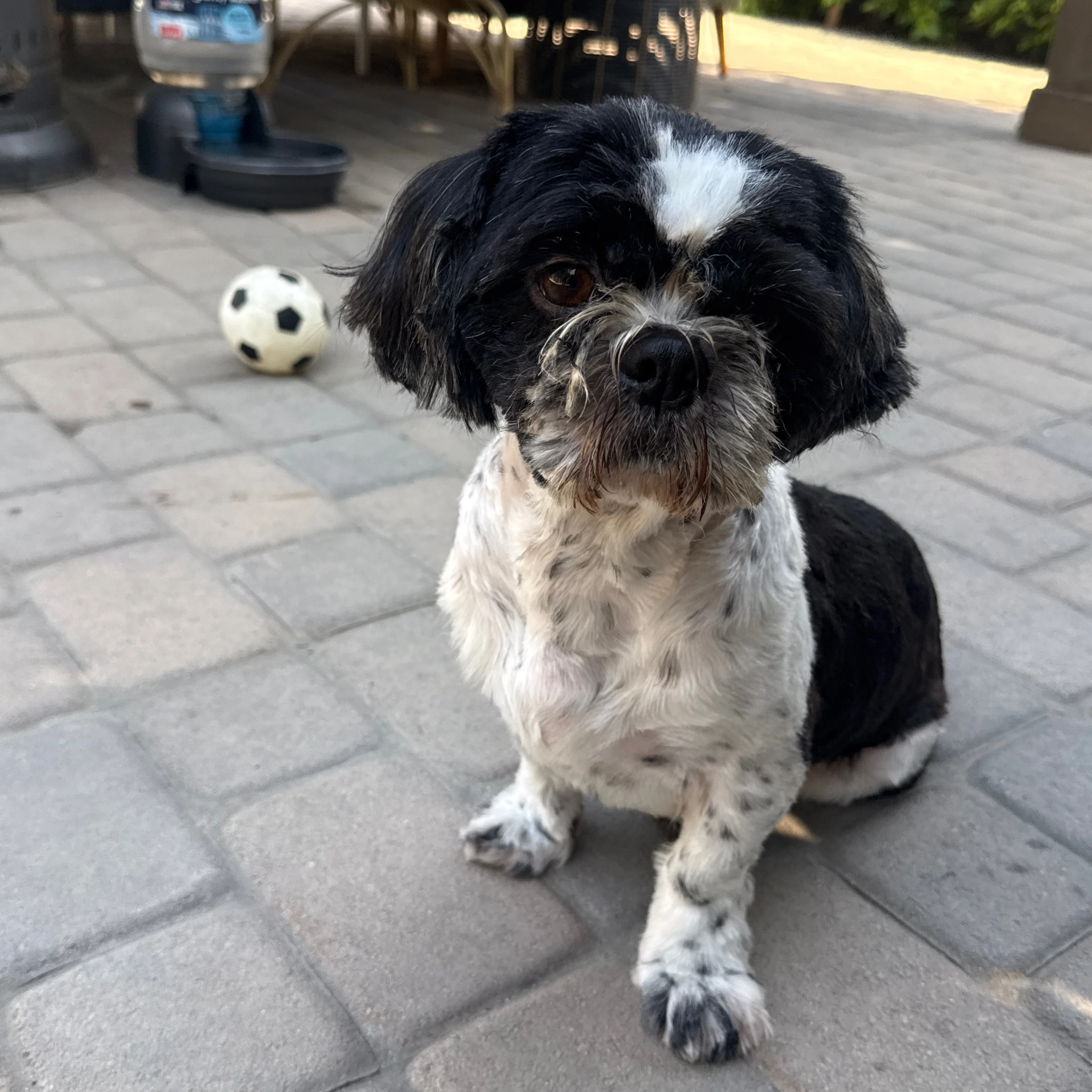 Found pet-2