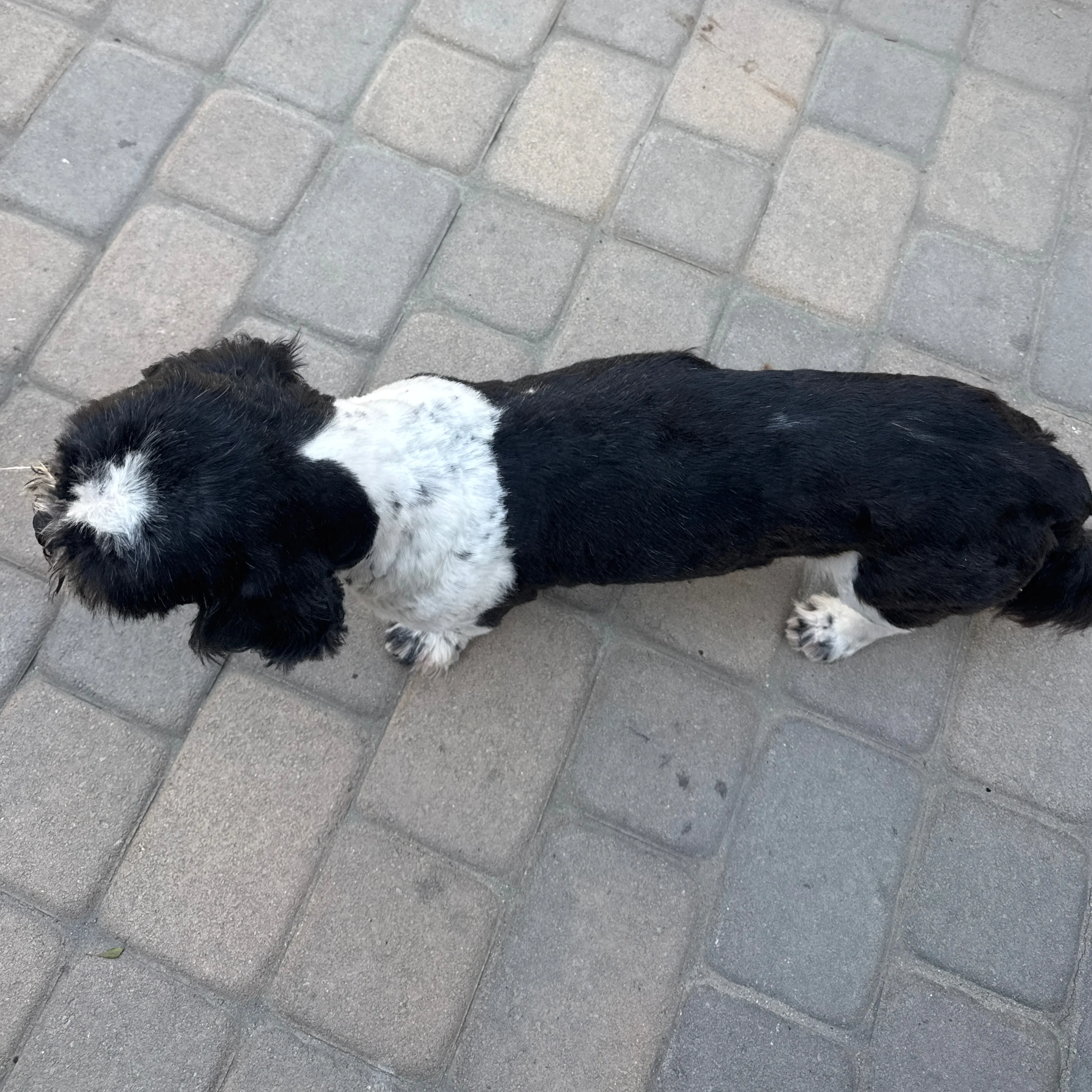 Found pet-1