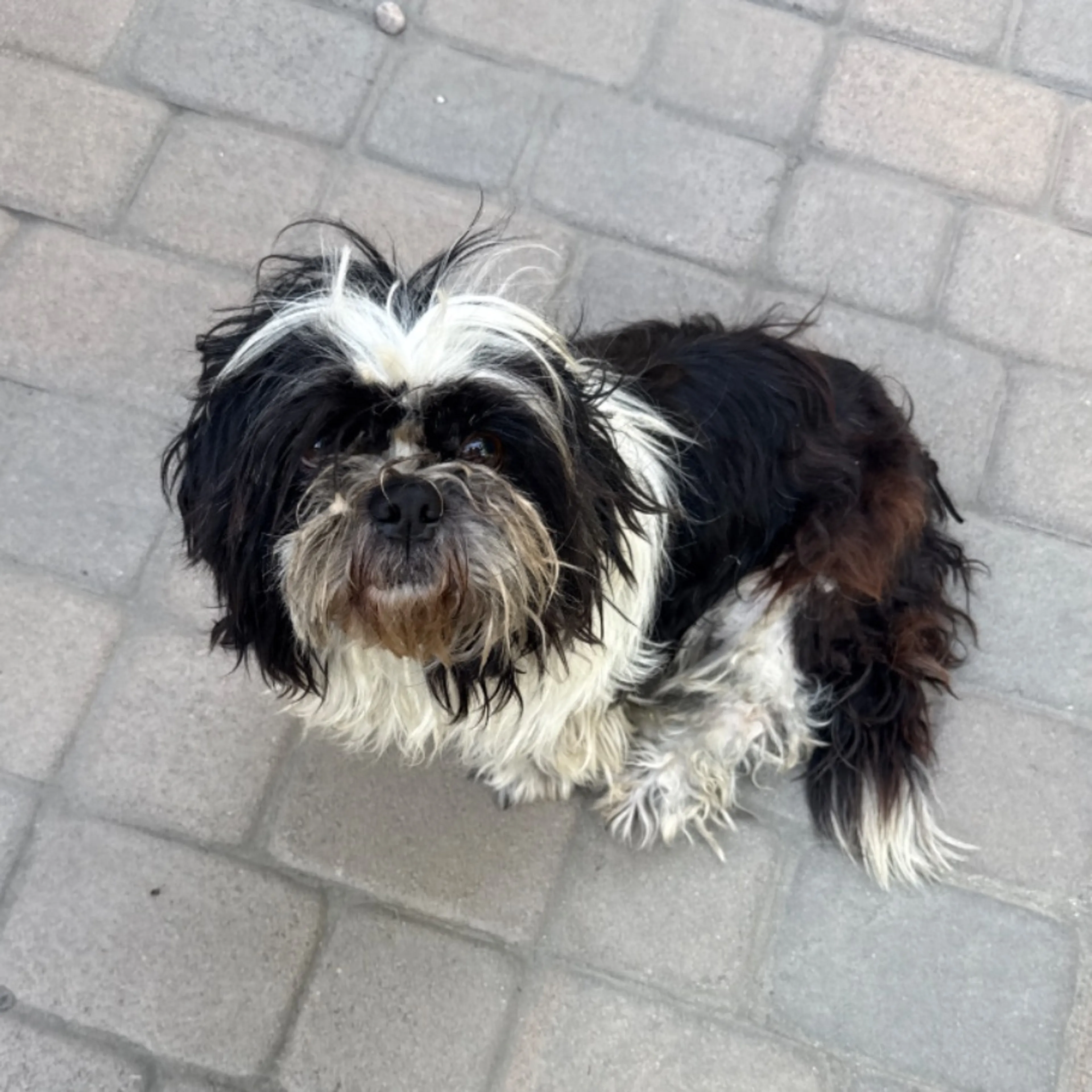 Found pet-0