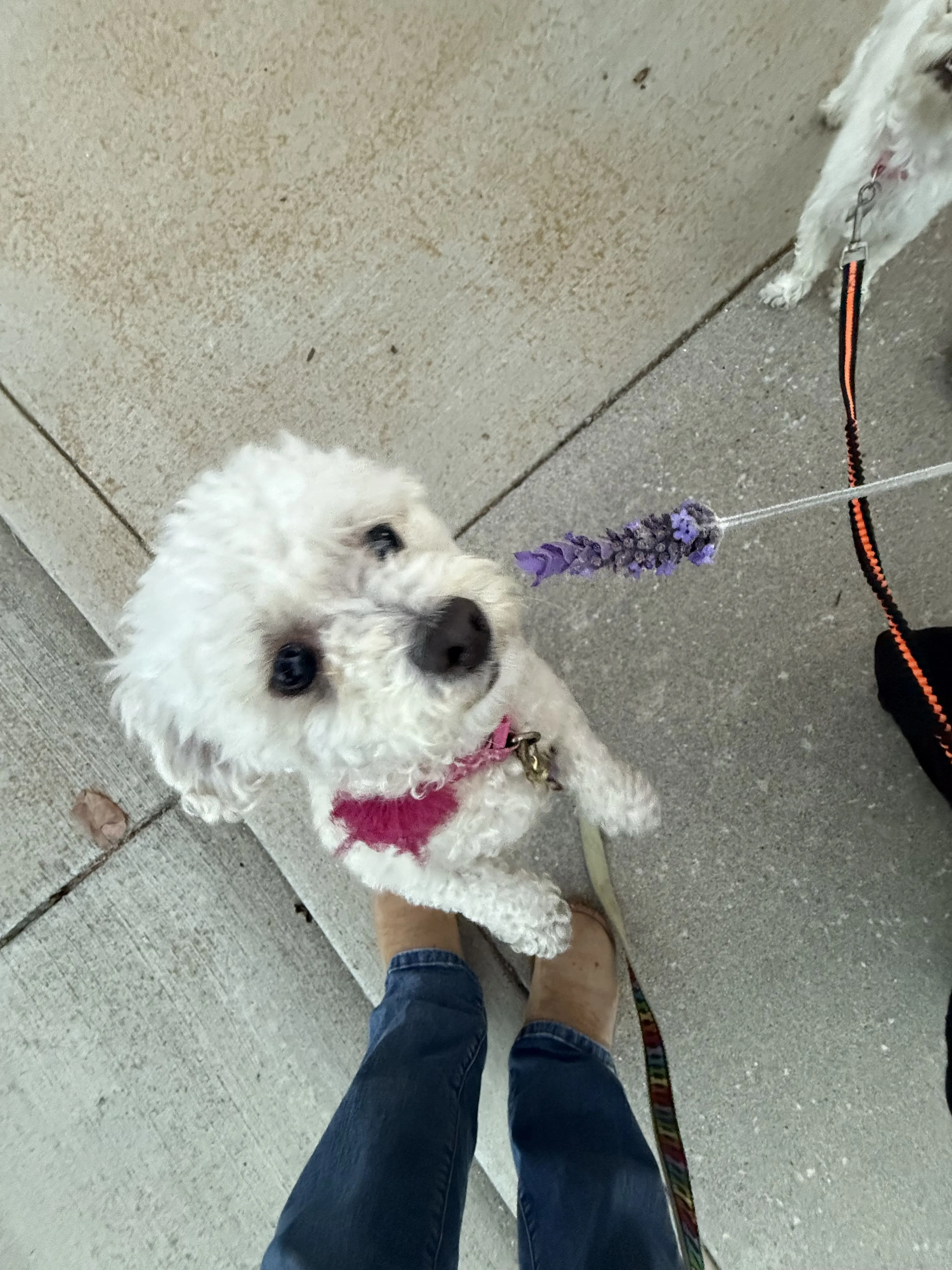 Lost pet-1