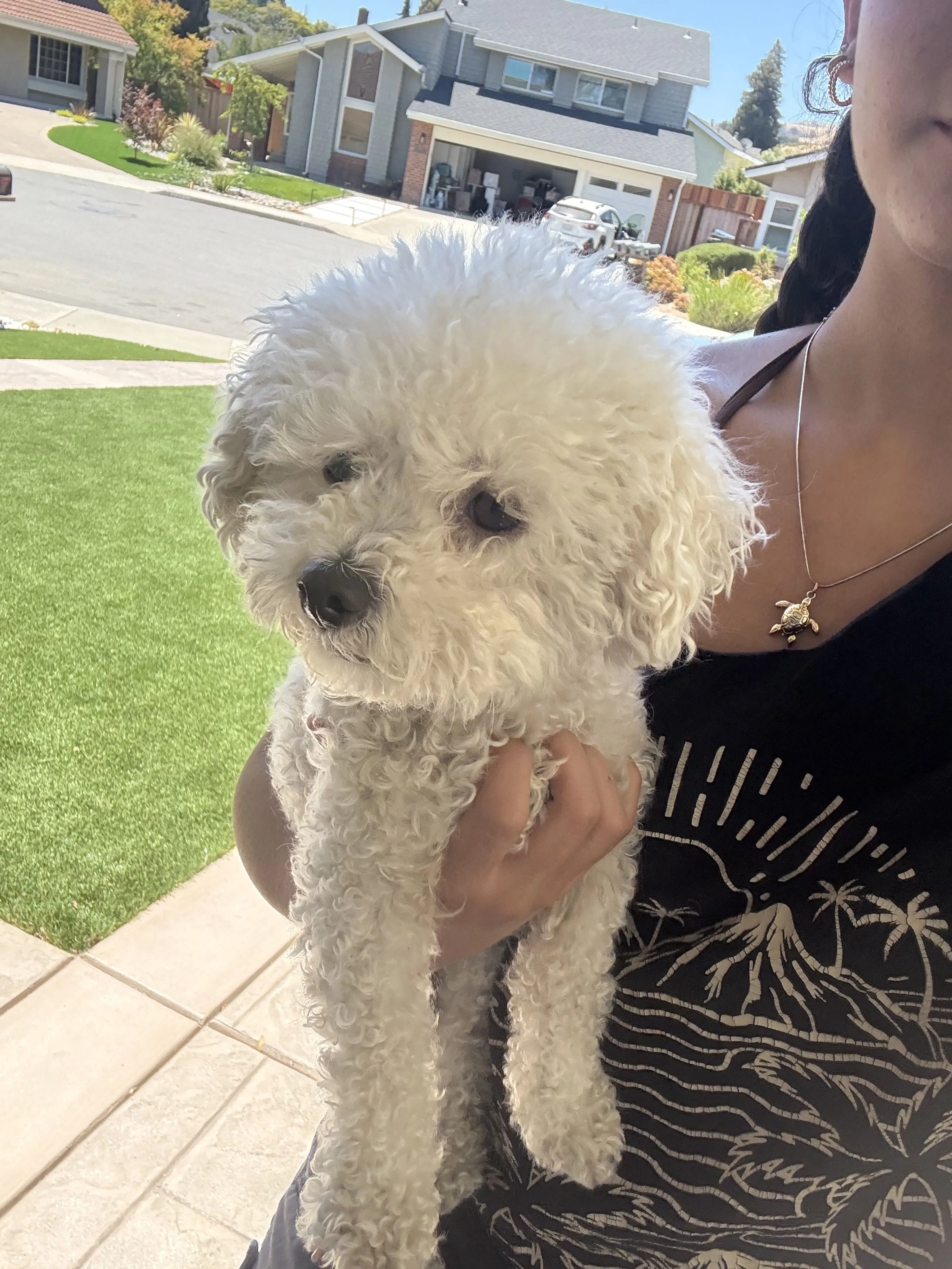 Lost pet-2
