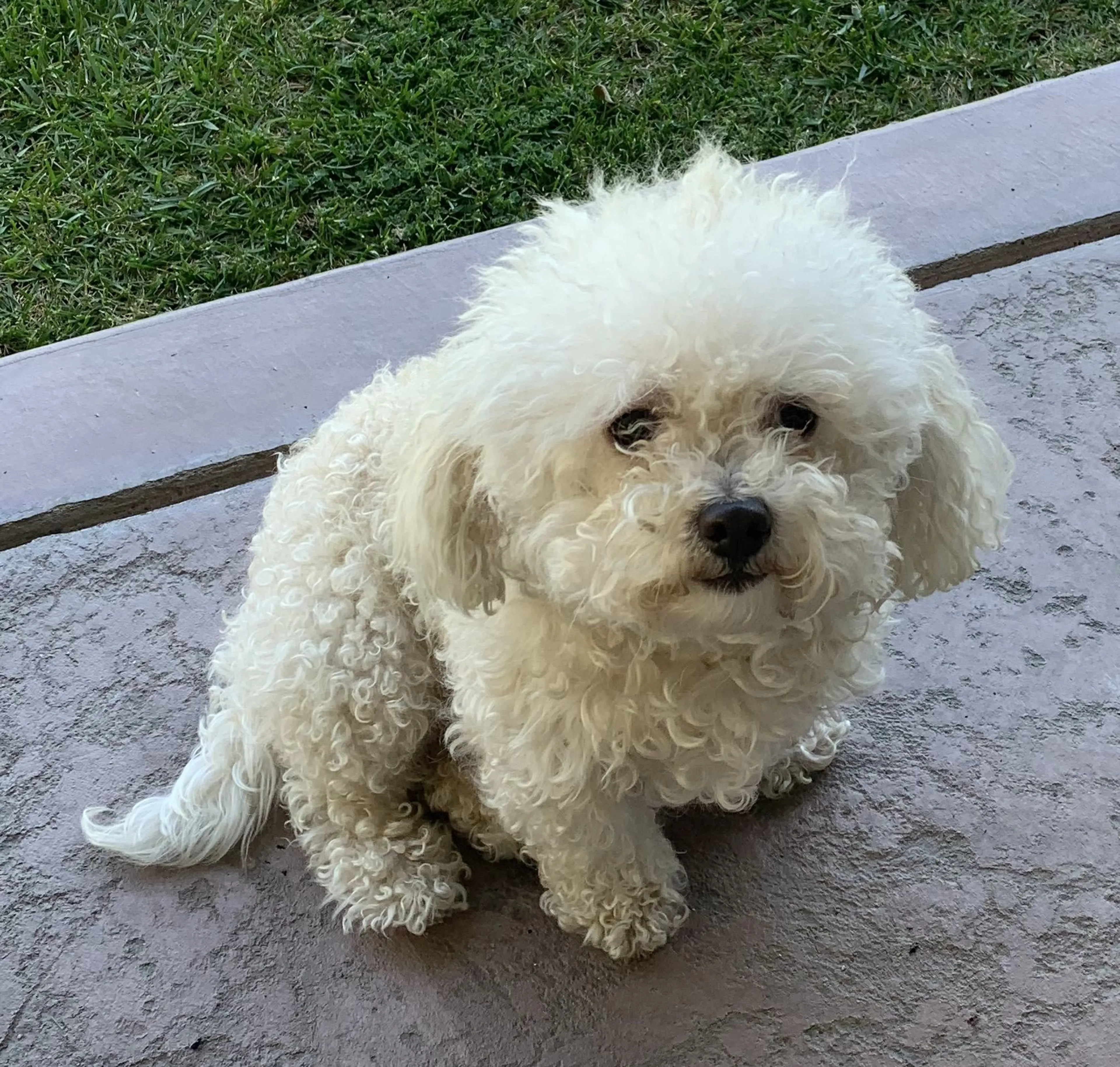 Lost pet-0