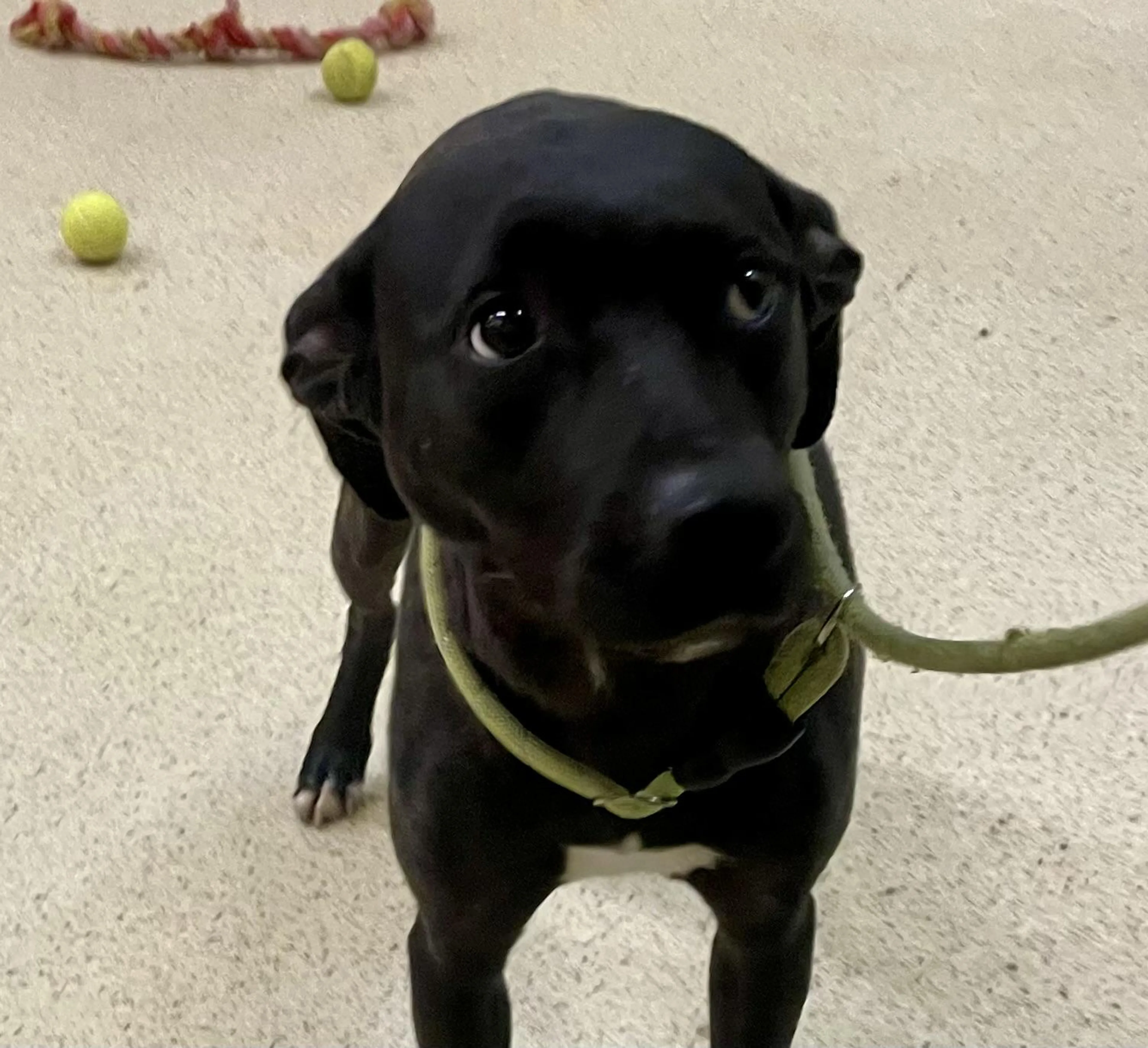 Found pet-1