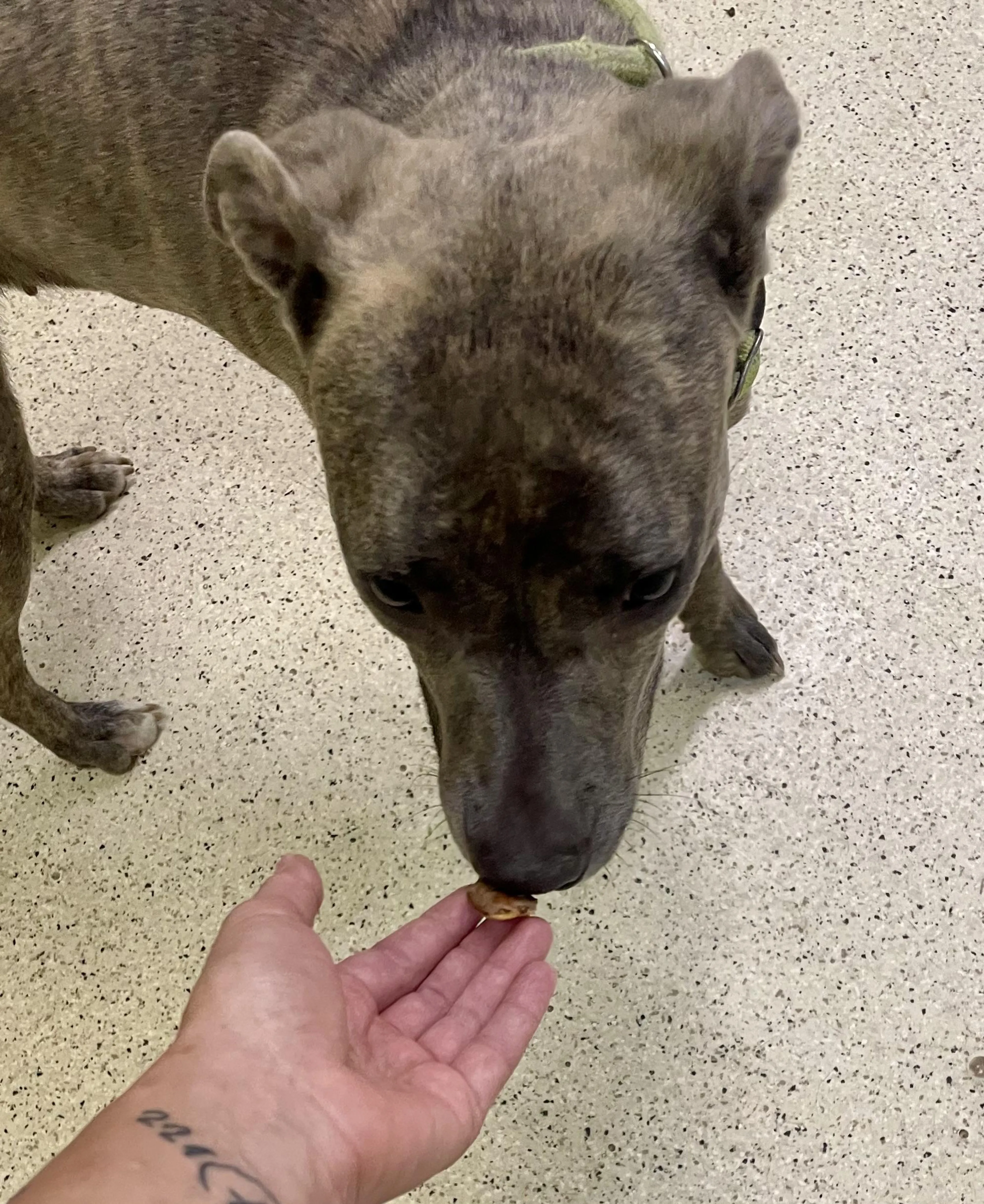 Found pet-1