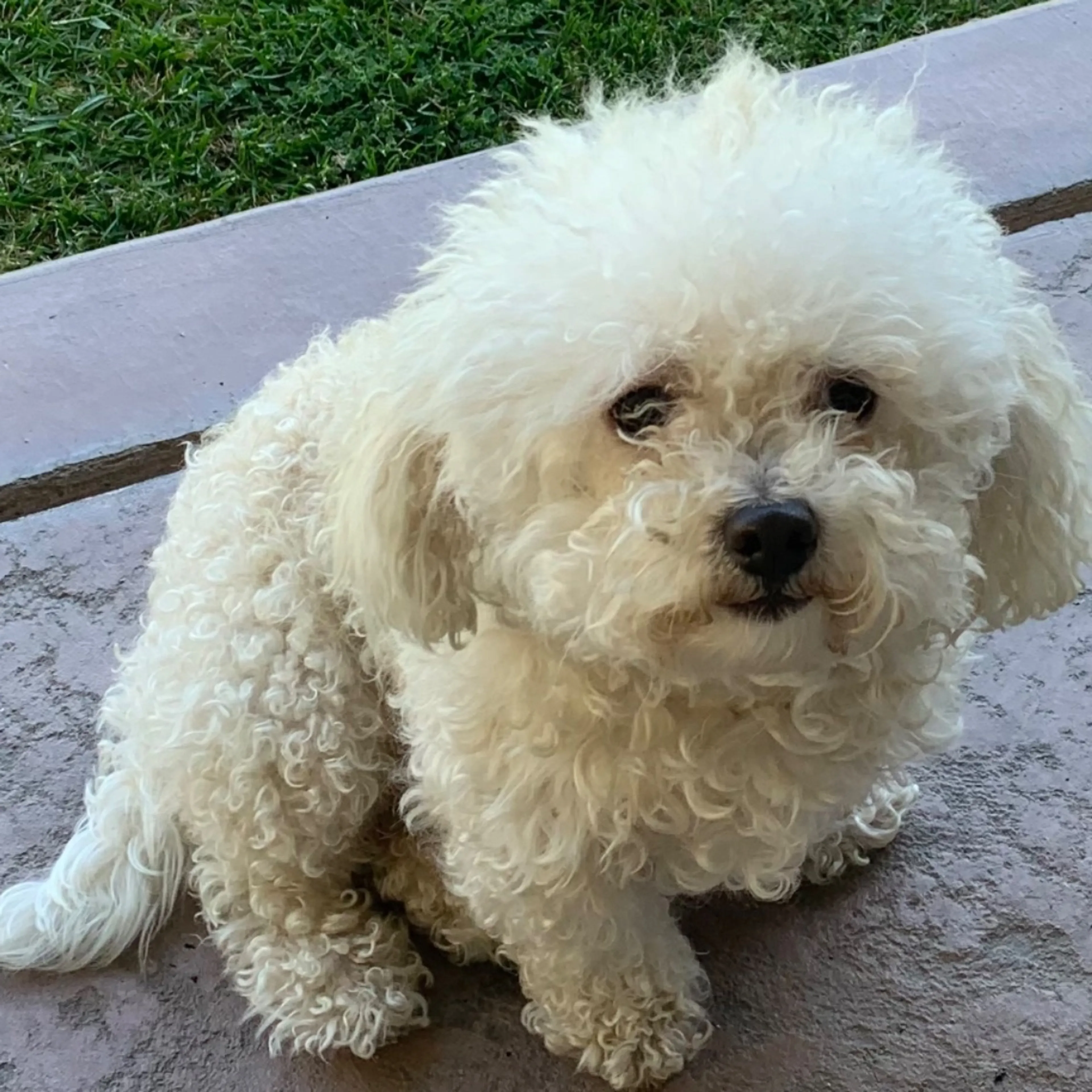 Lost pet