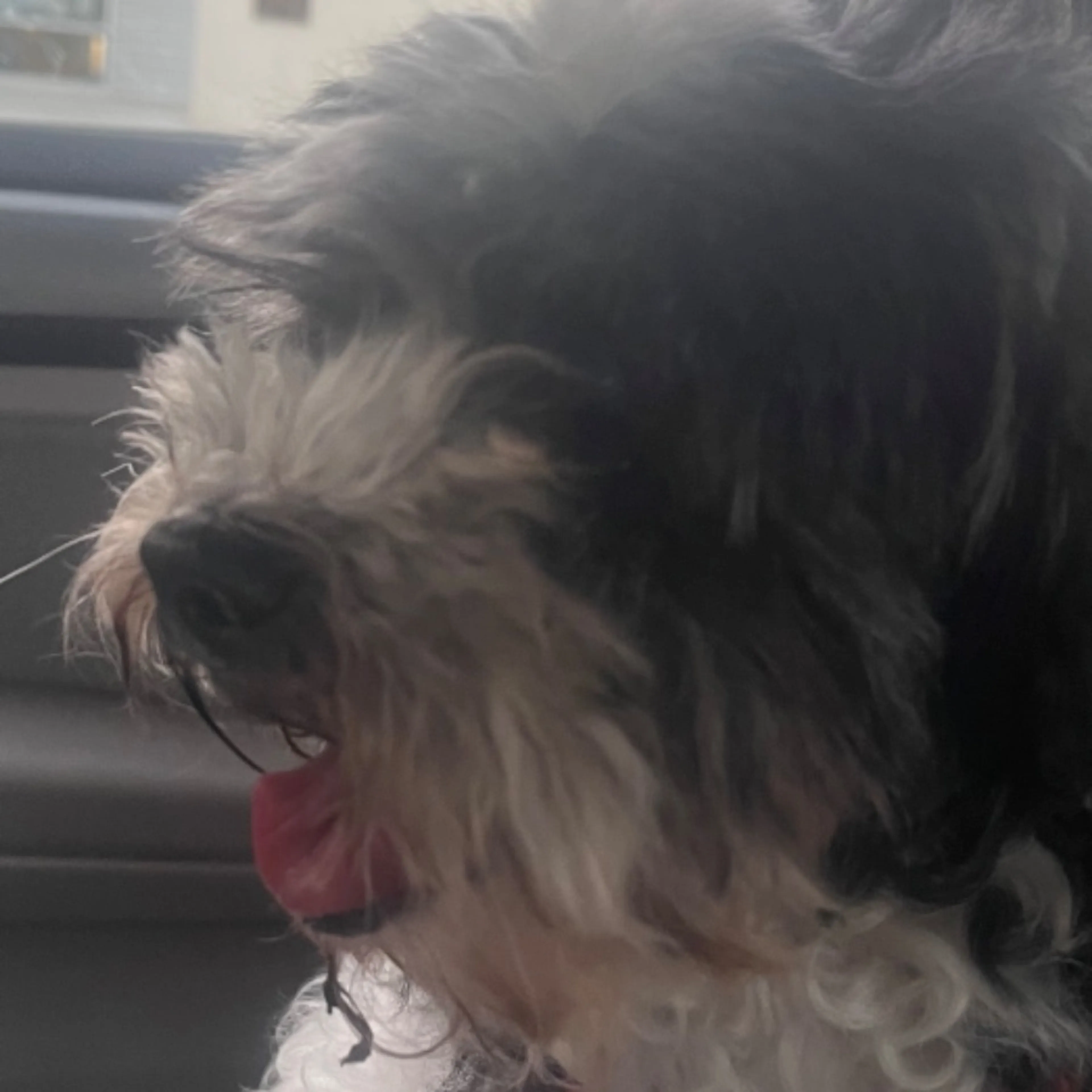 Found pet-0
