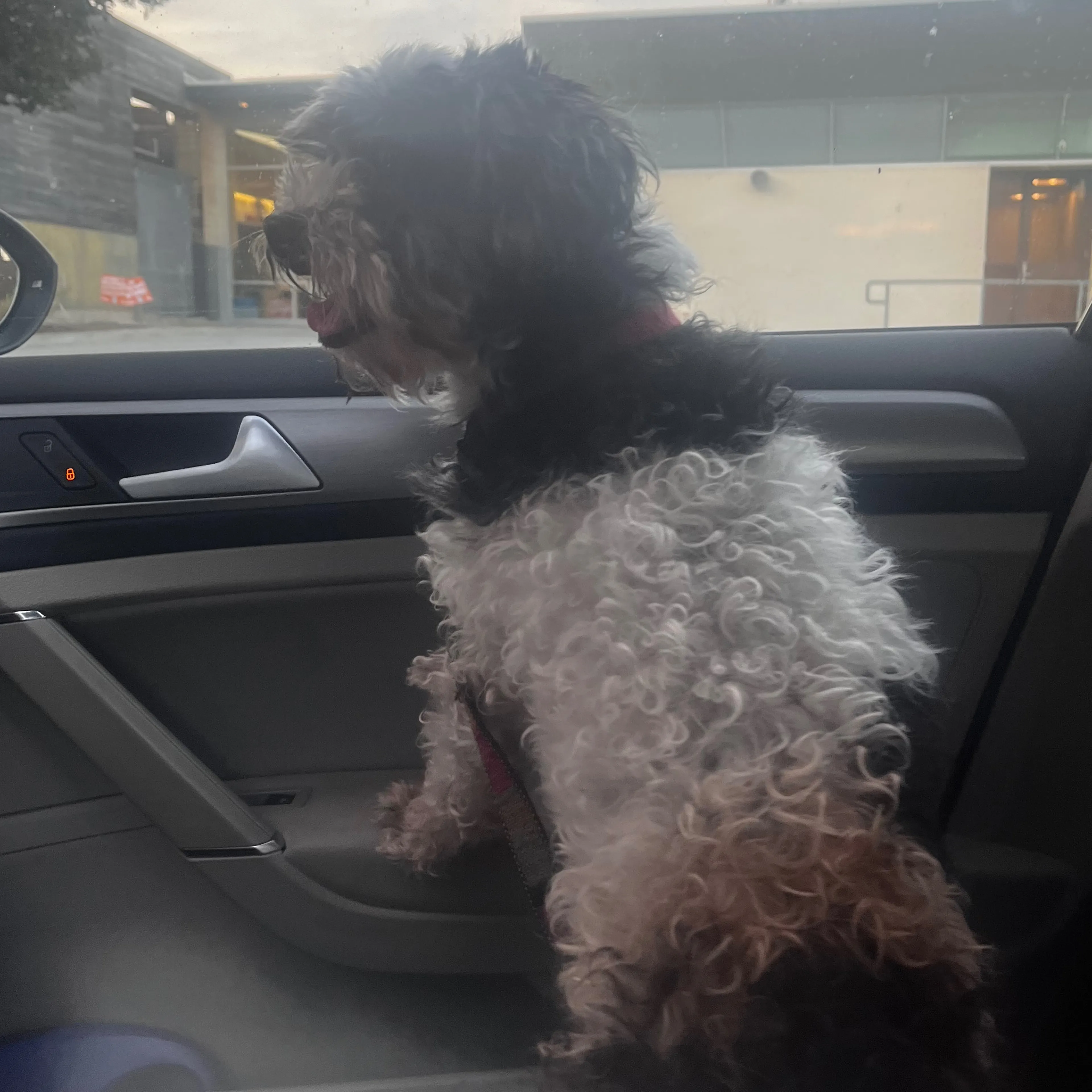 Found pet-1