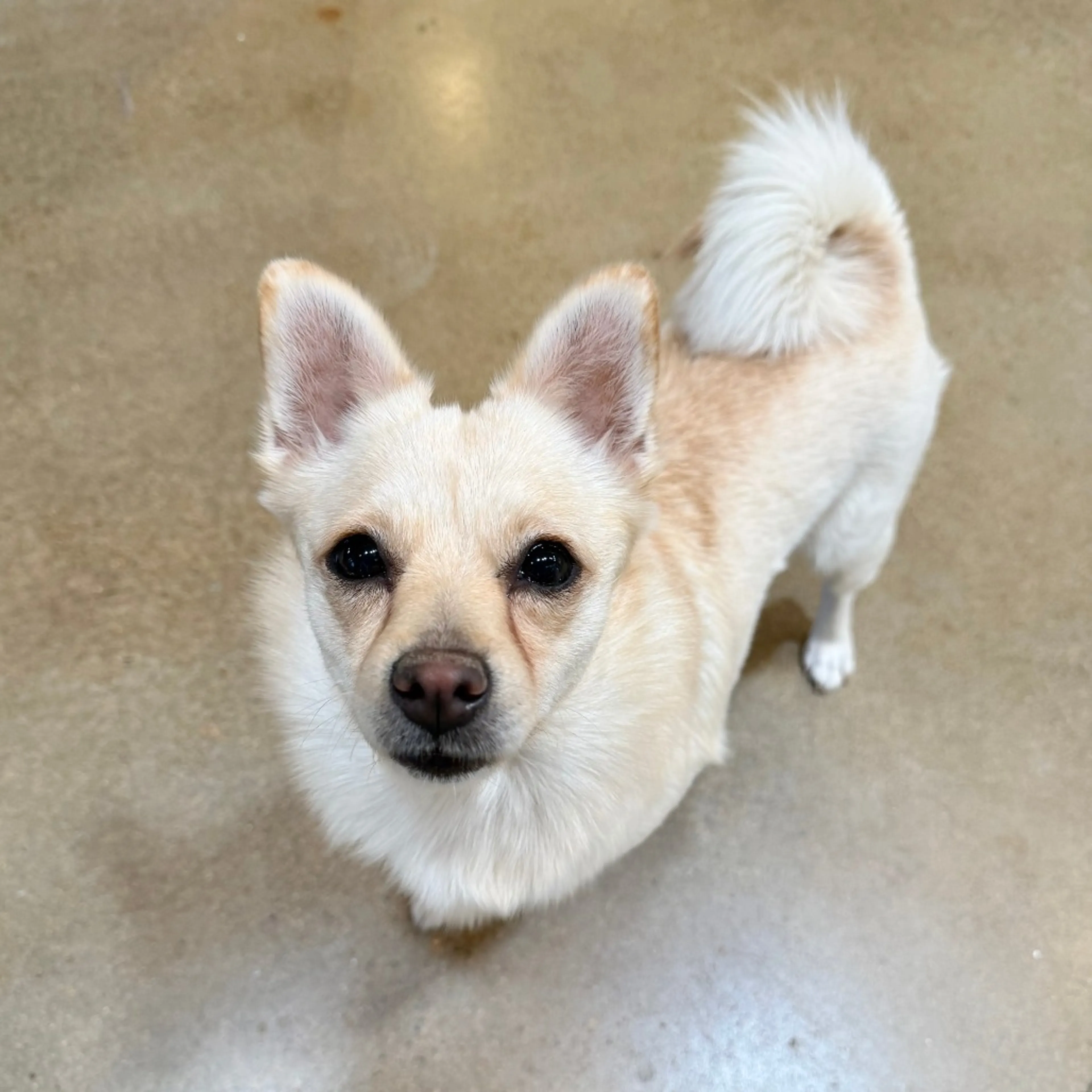 Found pet-2