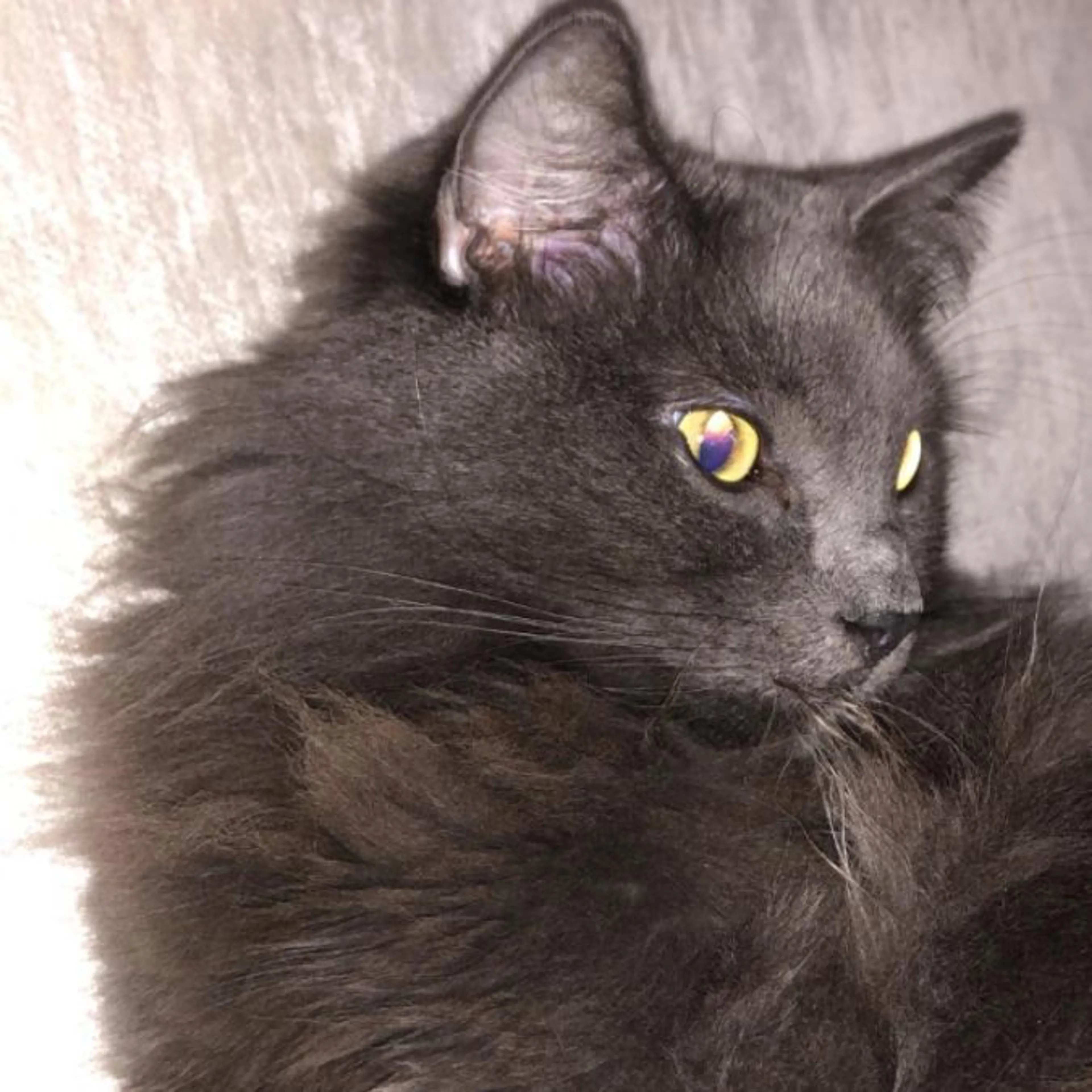 Lost pet