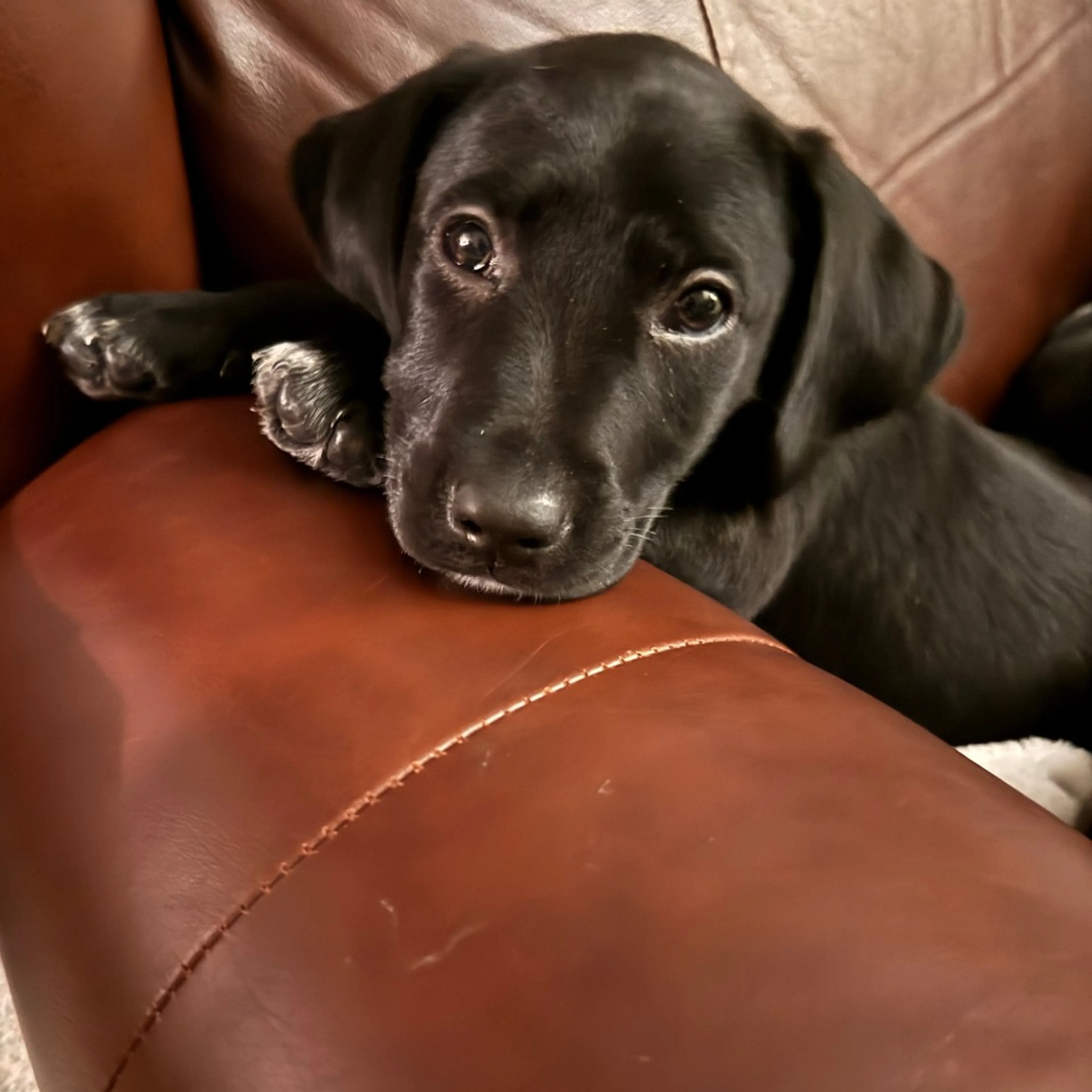 Found pet-3